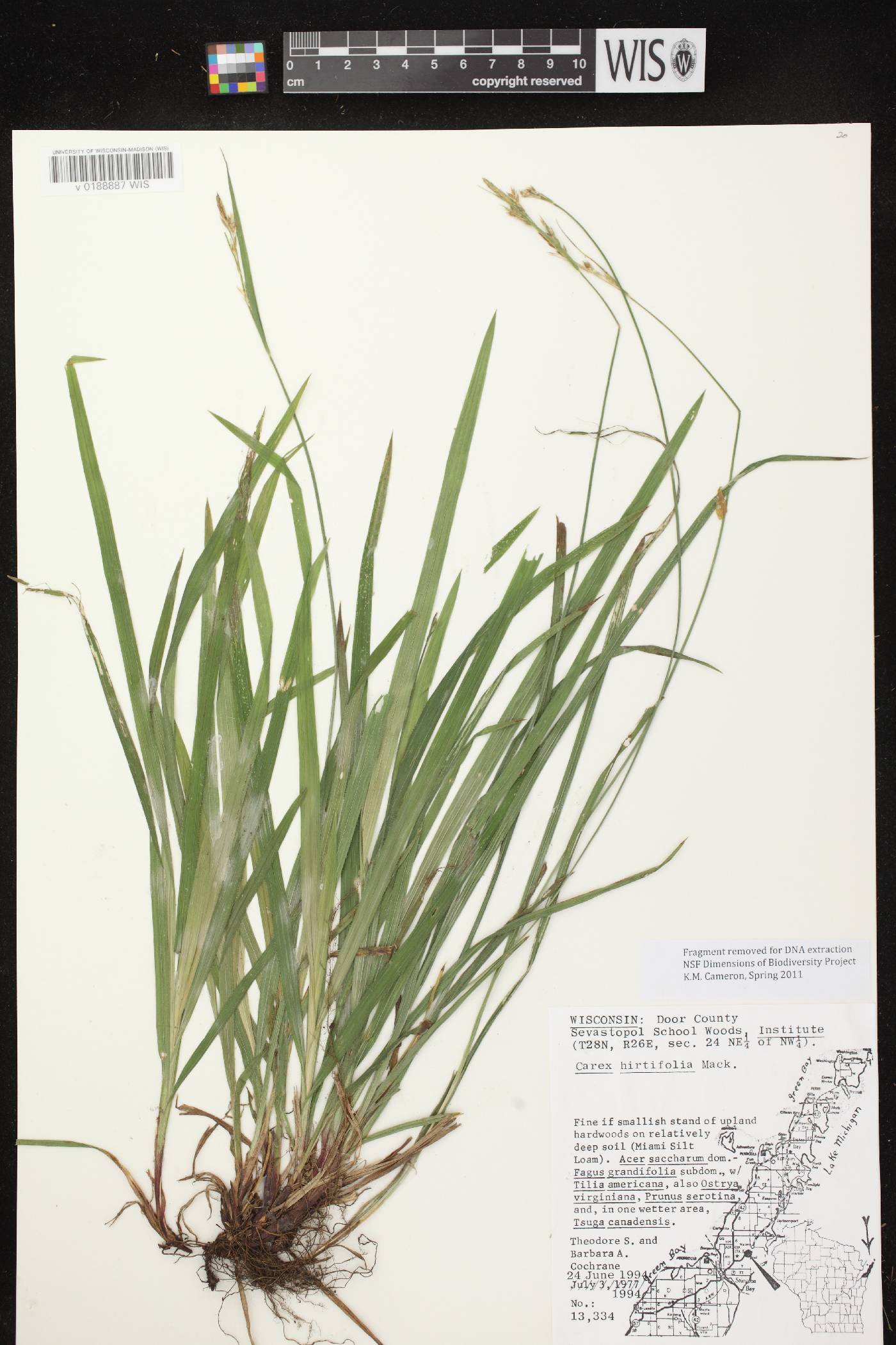 Carex hirtifolia image