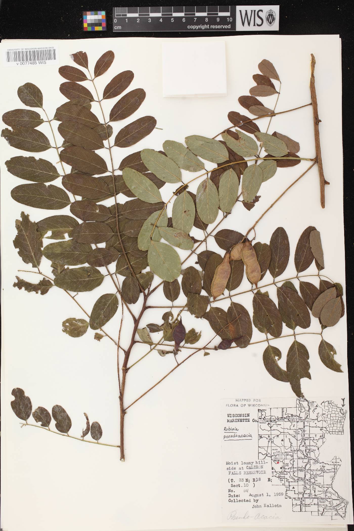 Robinia pseudoacacia image