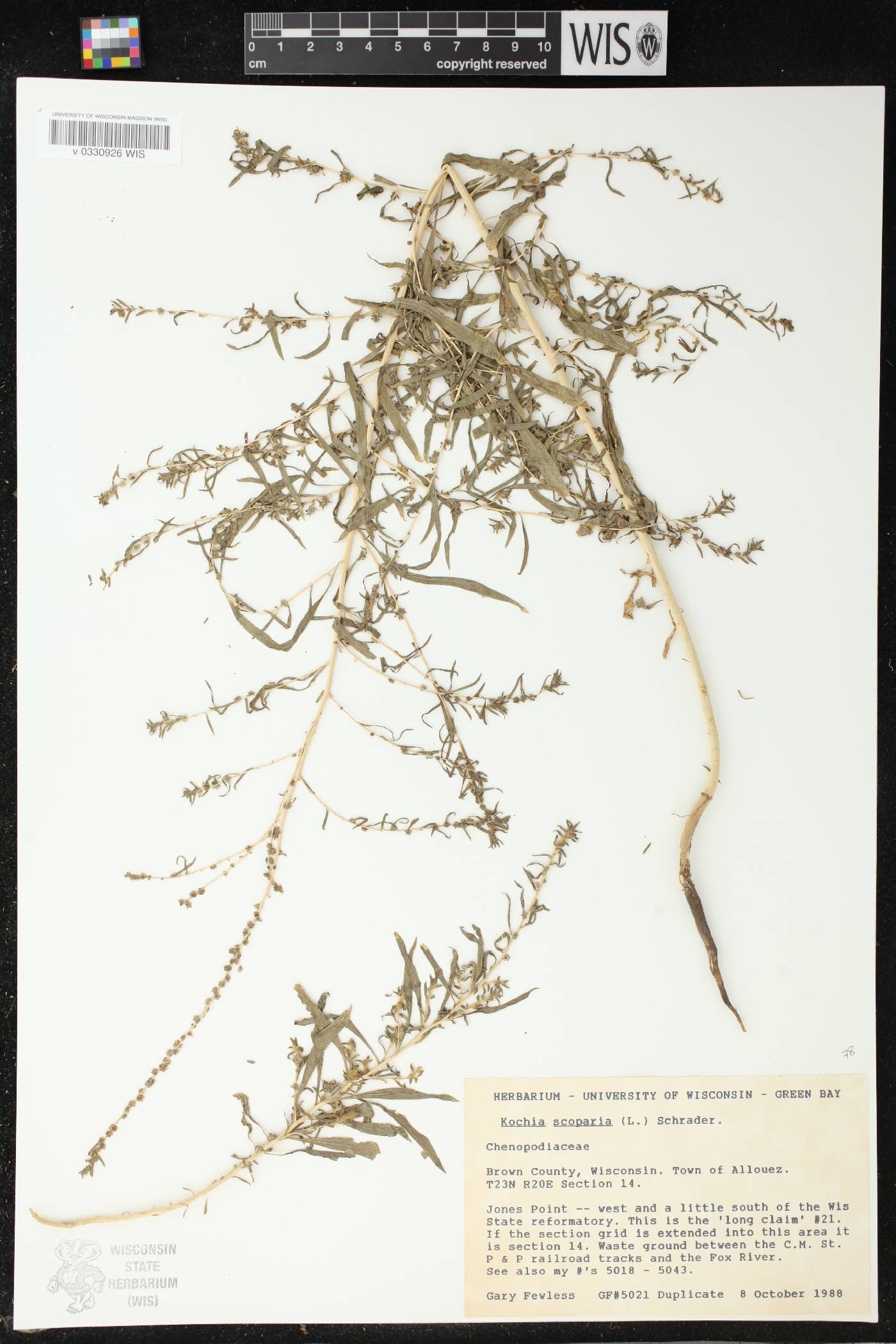 Bassia scoparia image
