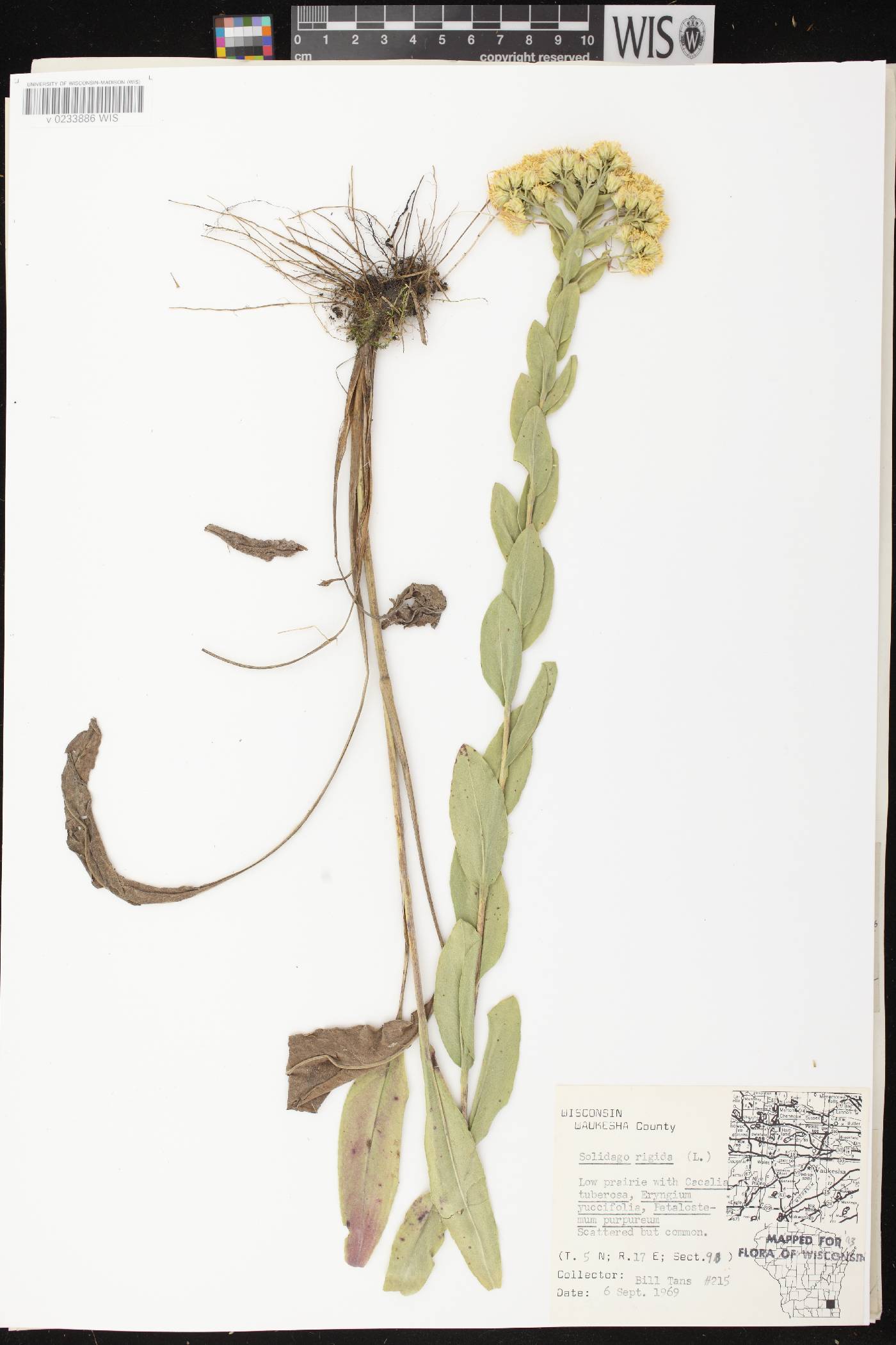 Solidago rigida image