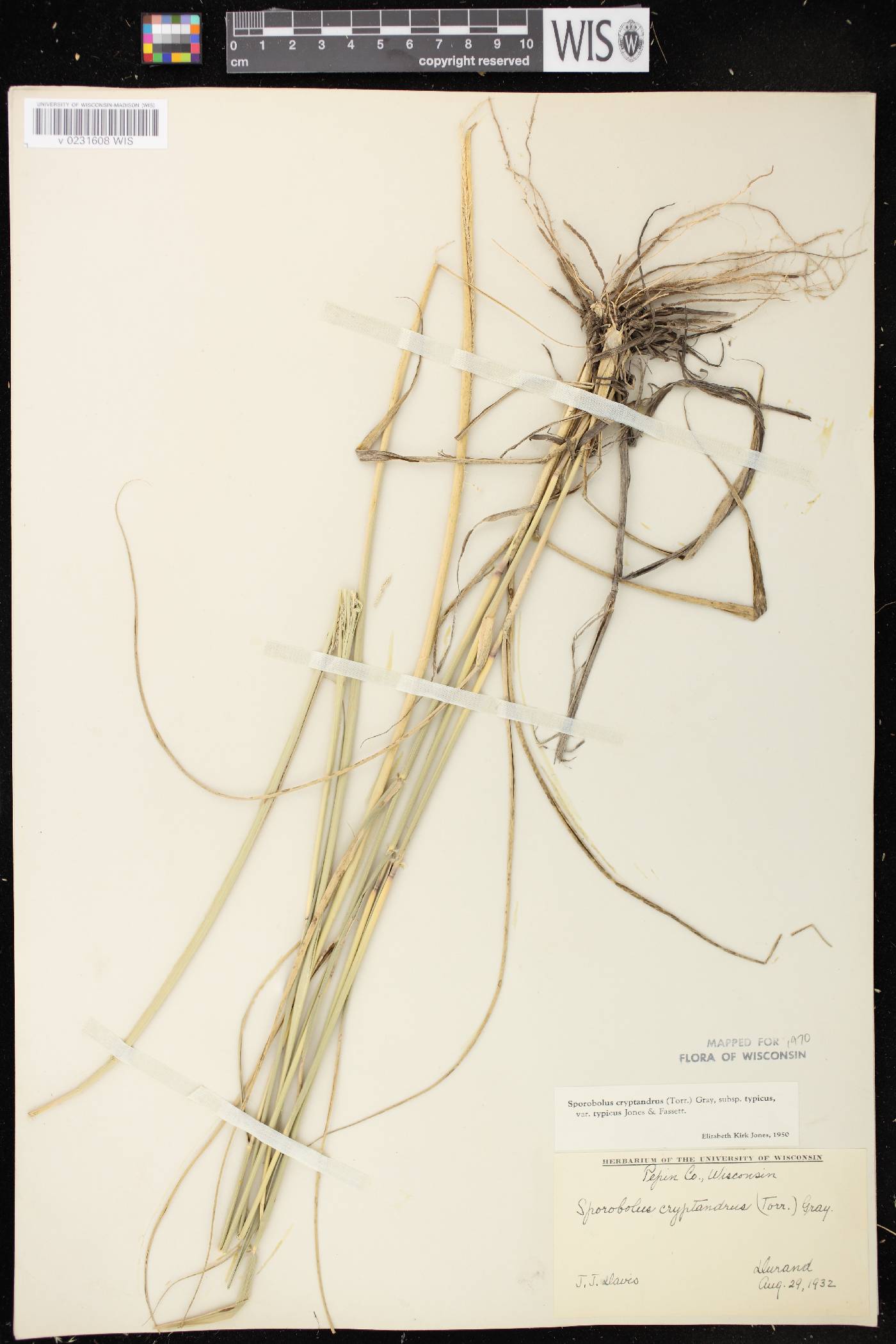 Sporobolus cryptandrus image