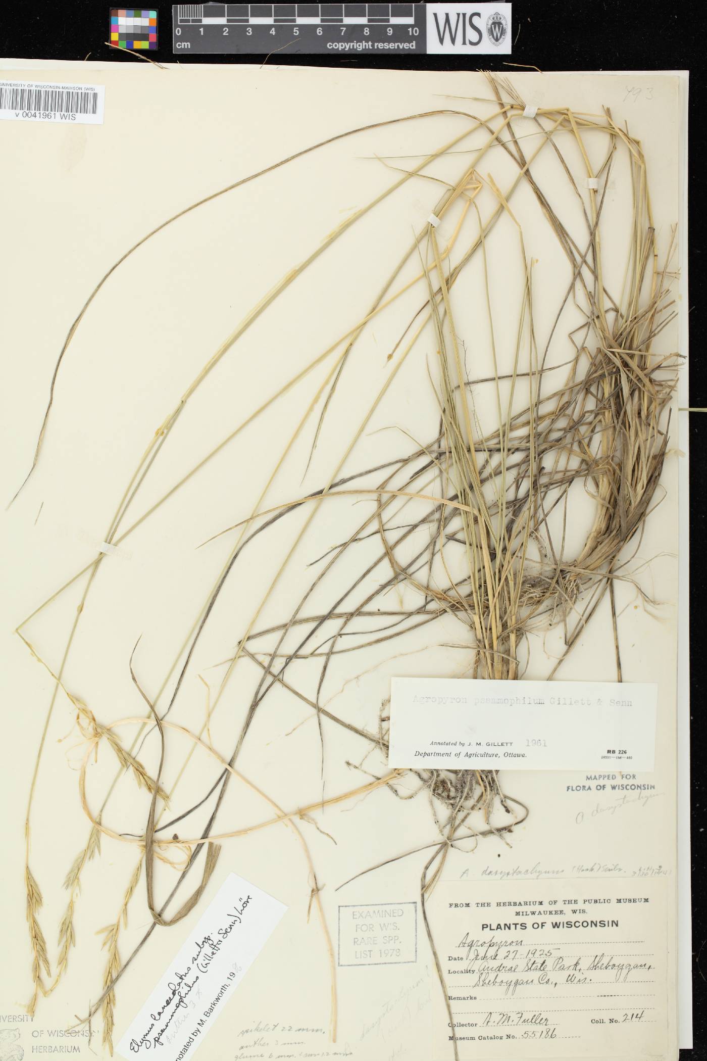 Elymus lanceolatus image