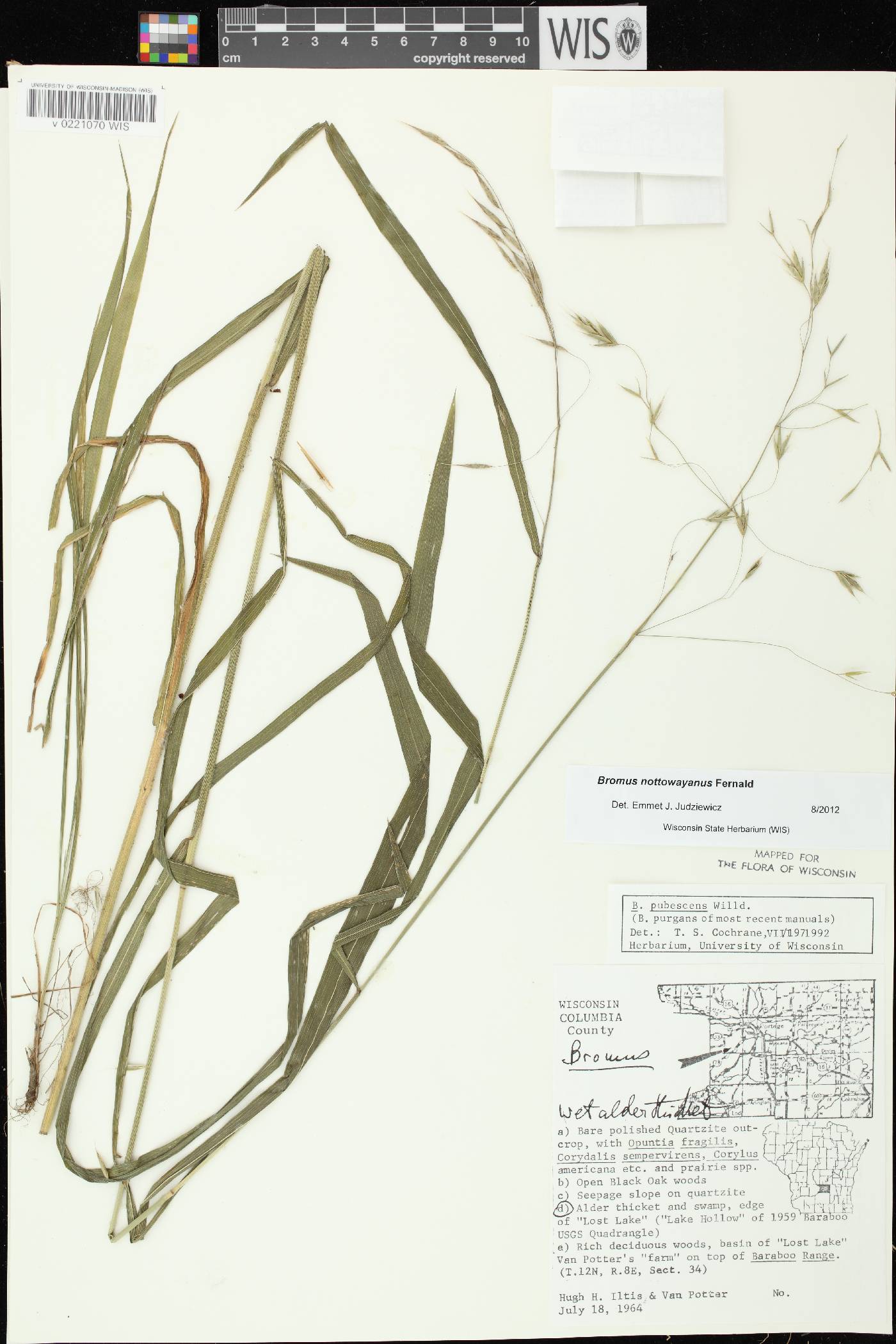 Bromus pubescens image