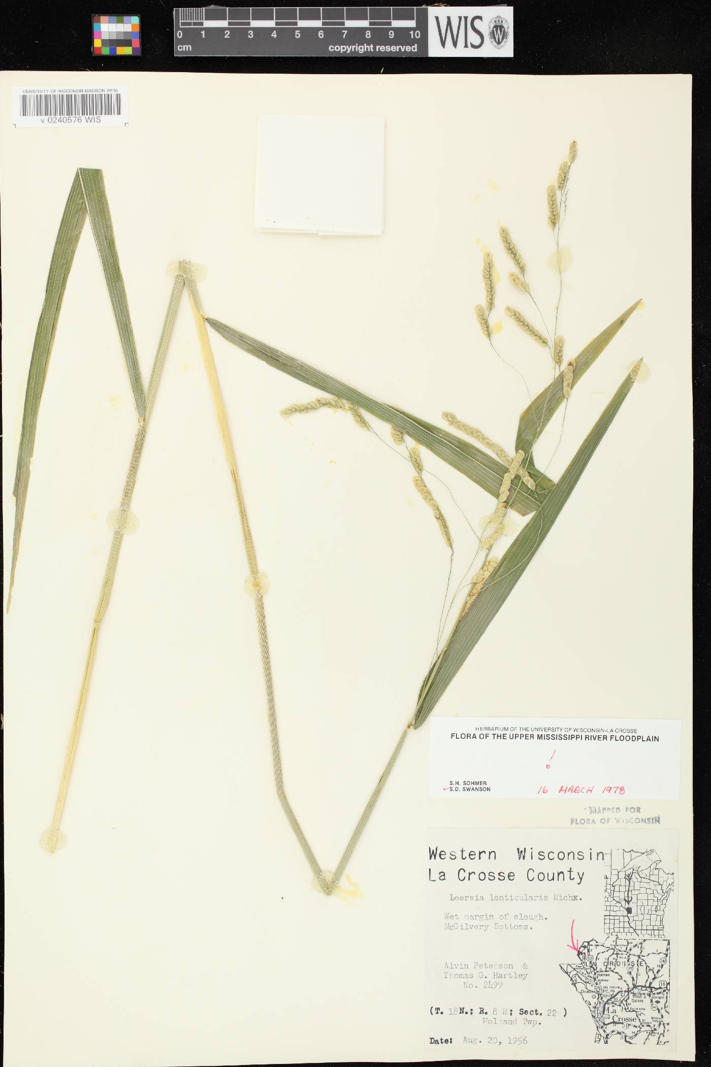 Leersia lenticularis image