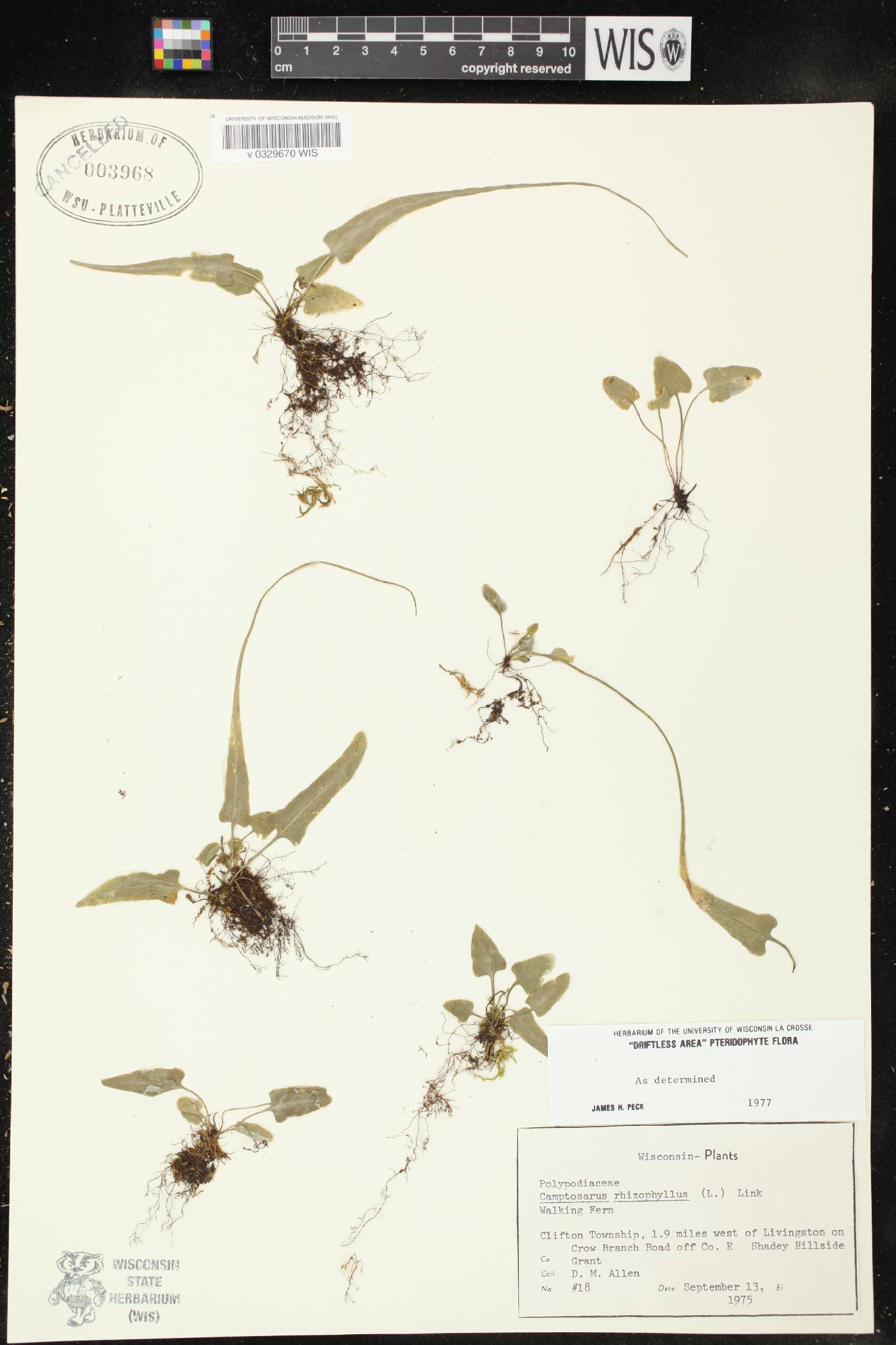 Asplenium rhizophyllum image