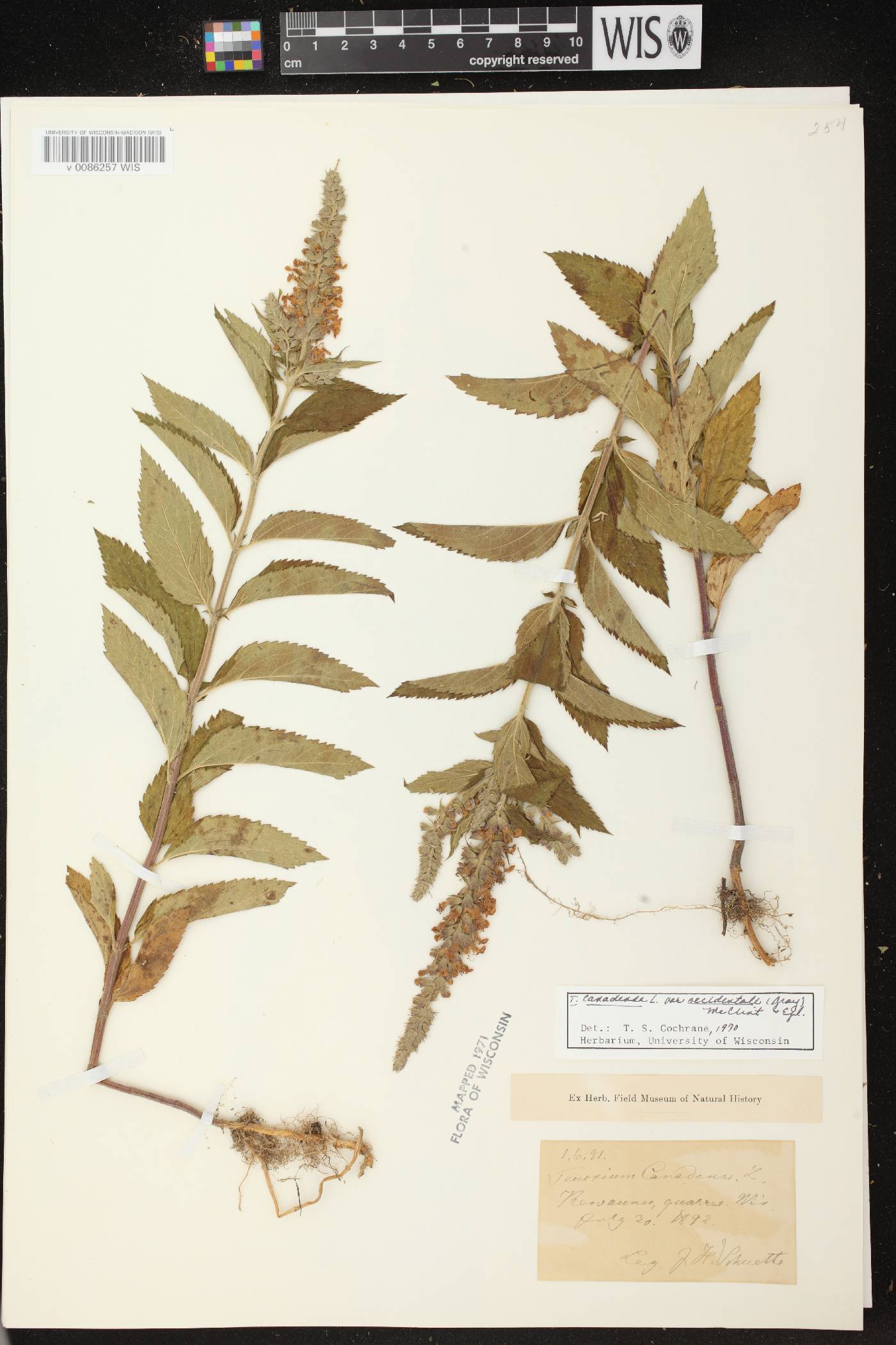 Teucrium canadense var. occidentale image