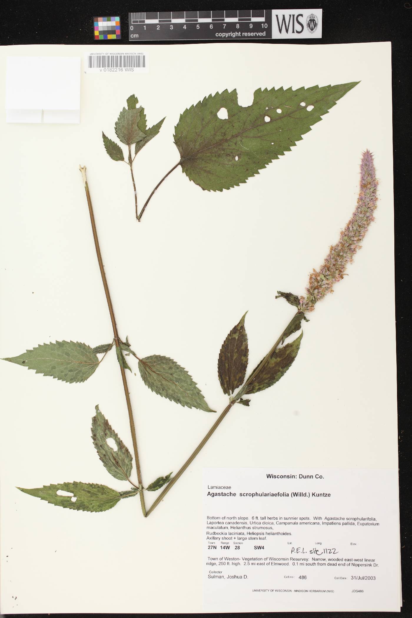 Agastache scrophulariifolia image