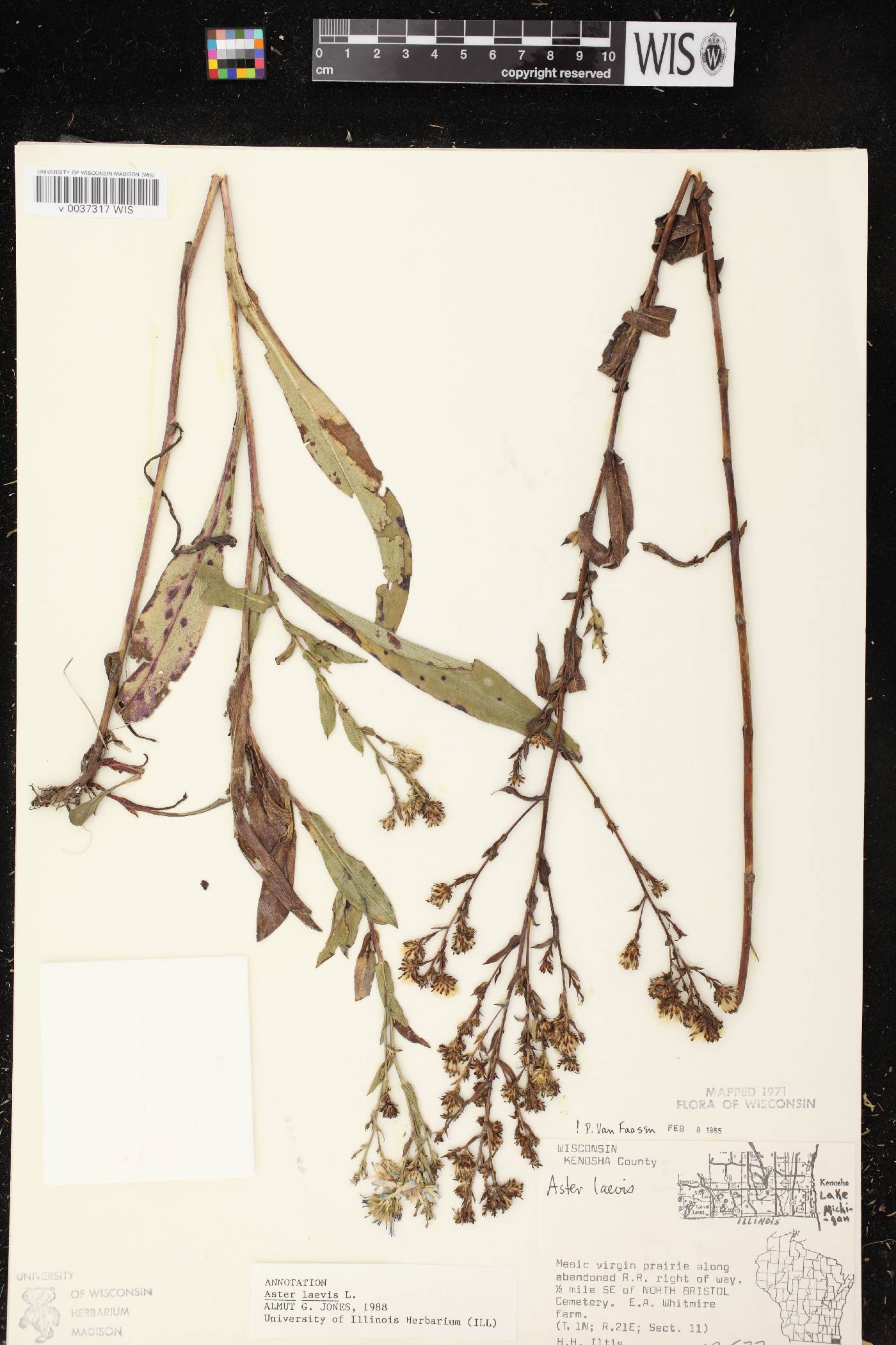 Symphyotrichum laeve image
