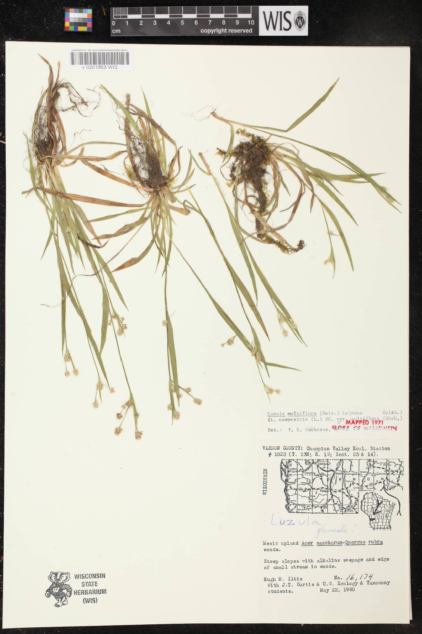 Luzula multiflora image