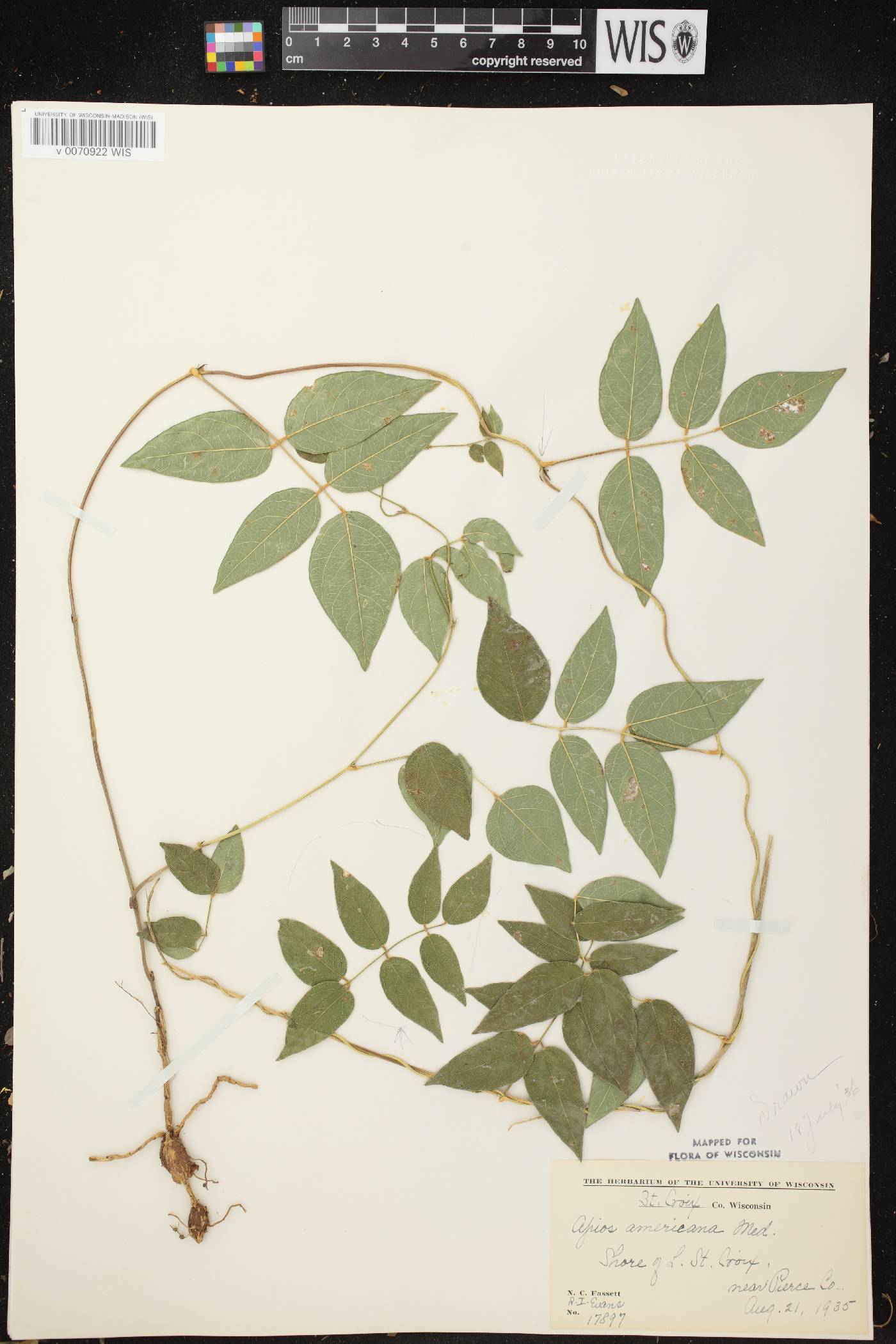 Apios americana image