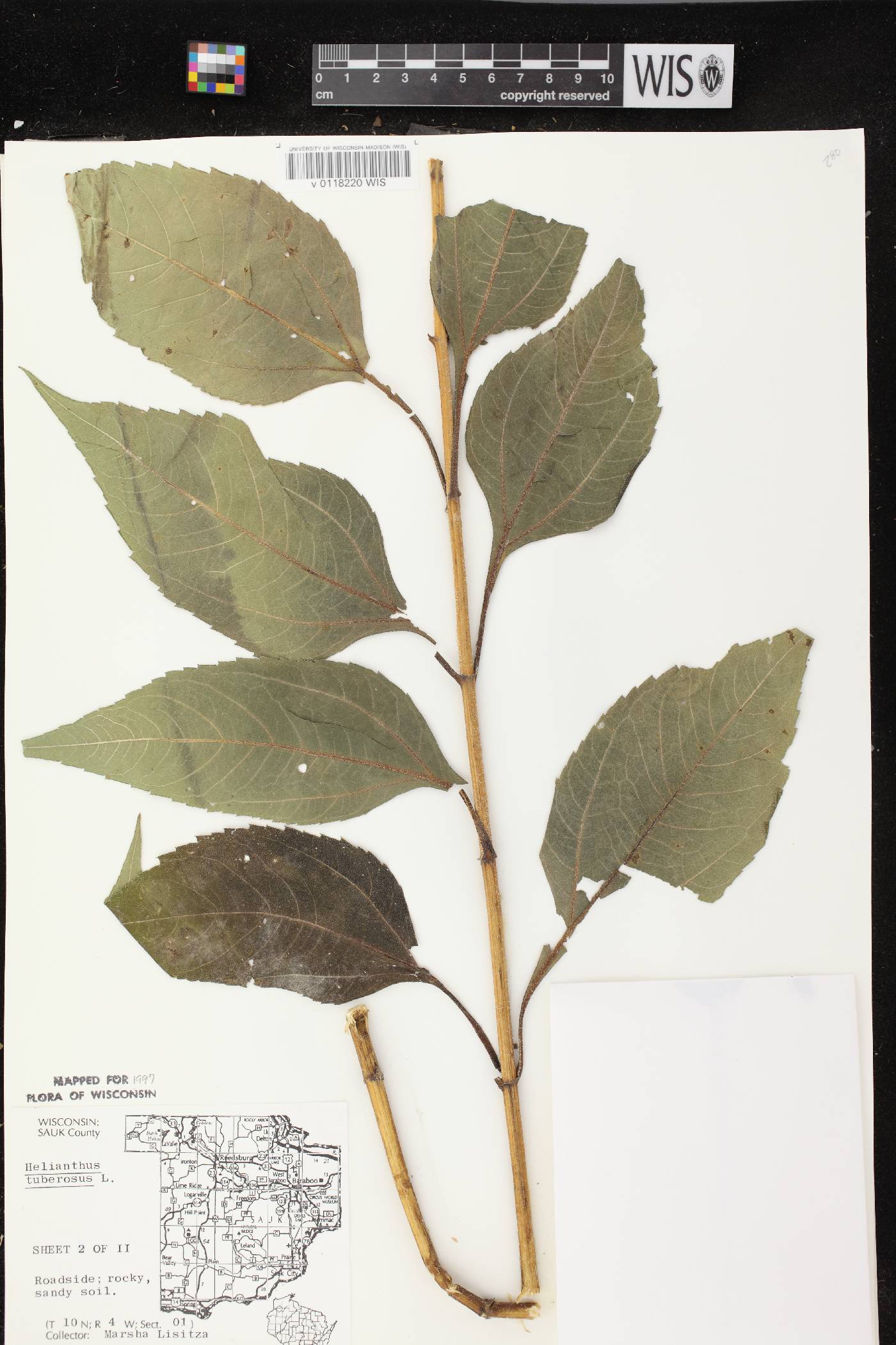 Helianthus tuberosus image