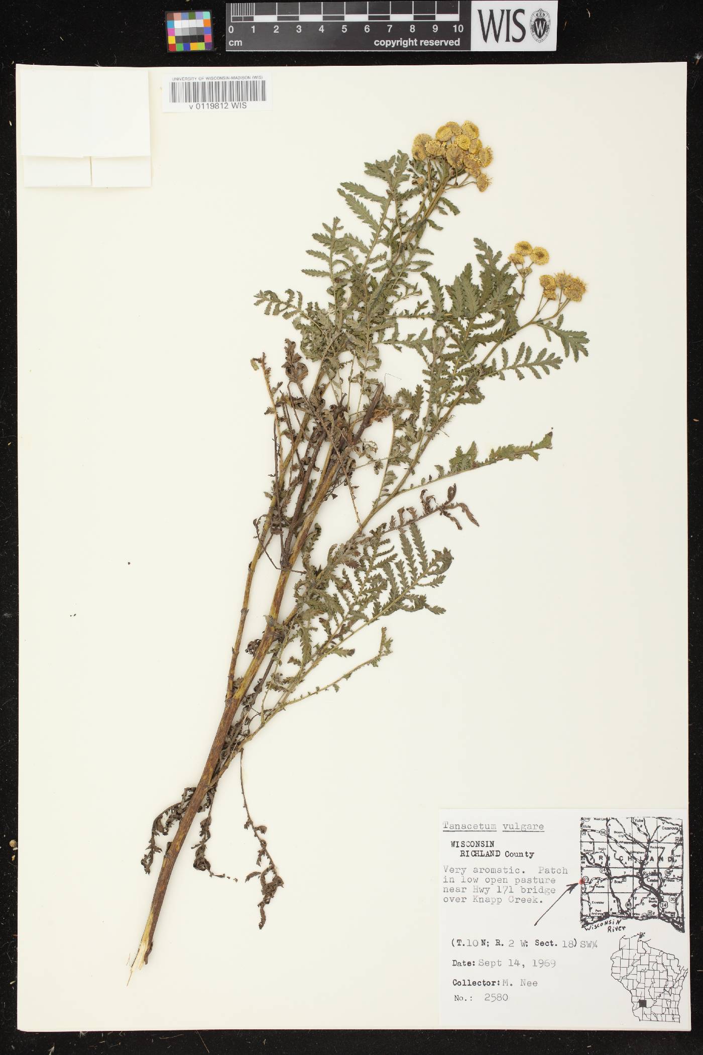 Tanacetum vulgare image