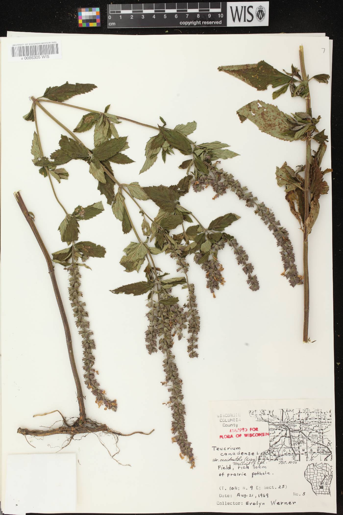 Teucrium canadense var. occidentale image