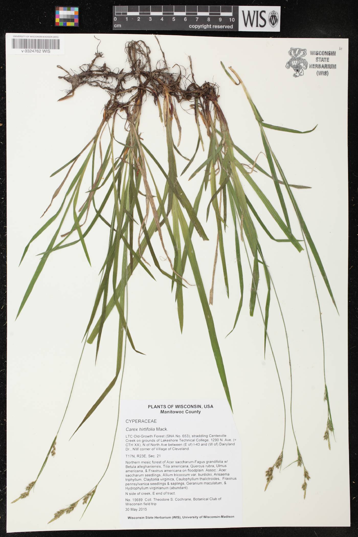 Carex hirtifolia image
