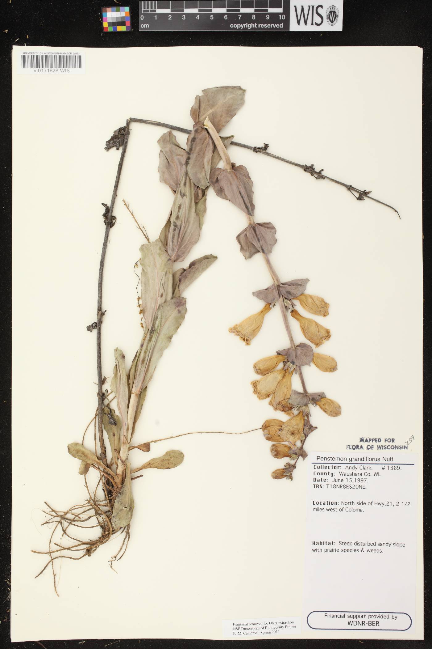 Penstemon grandiflorus image