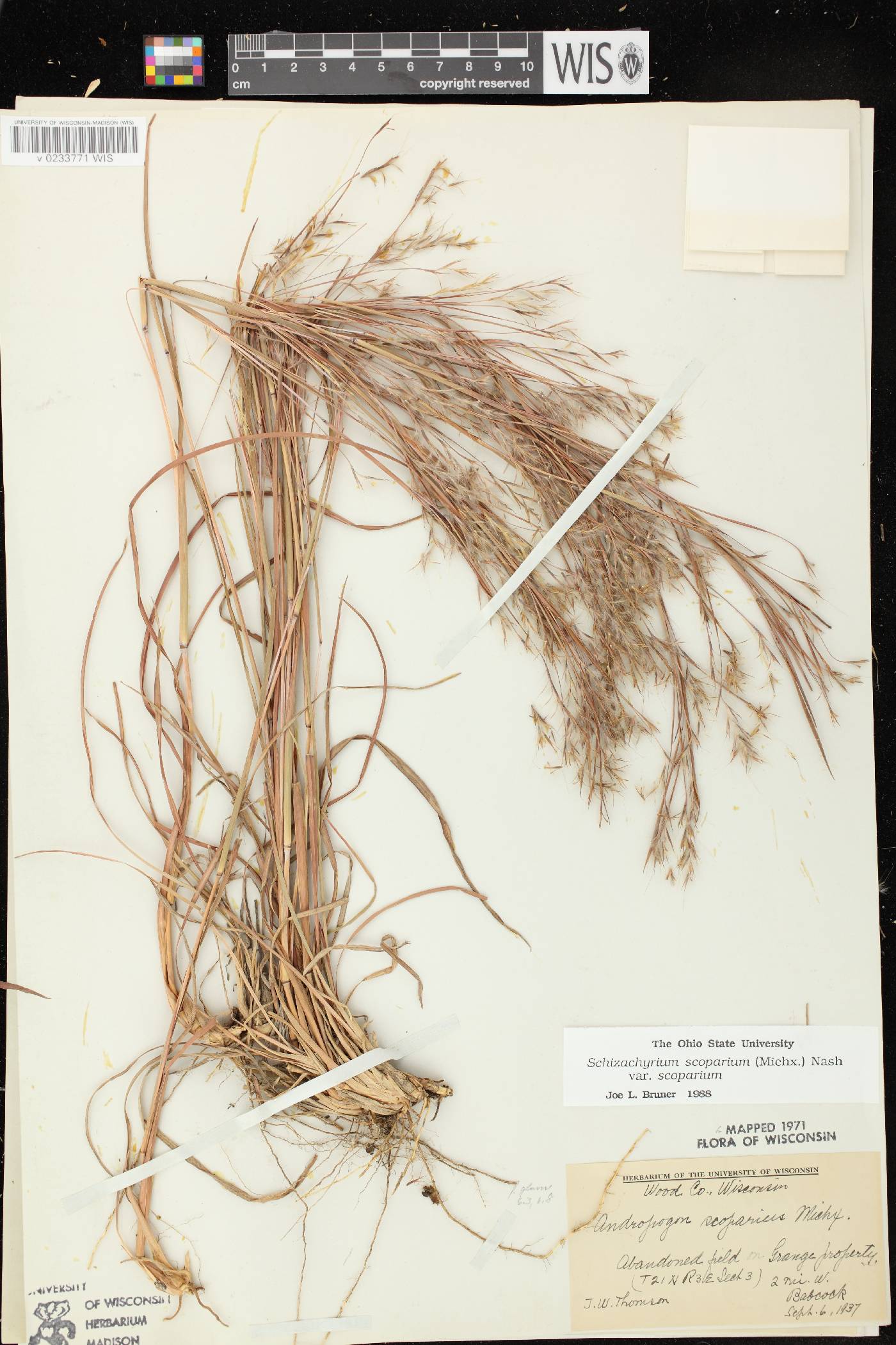 Schizachyrium scoparium var. scoparium image