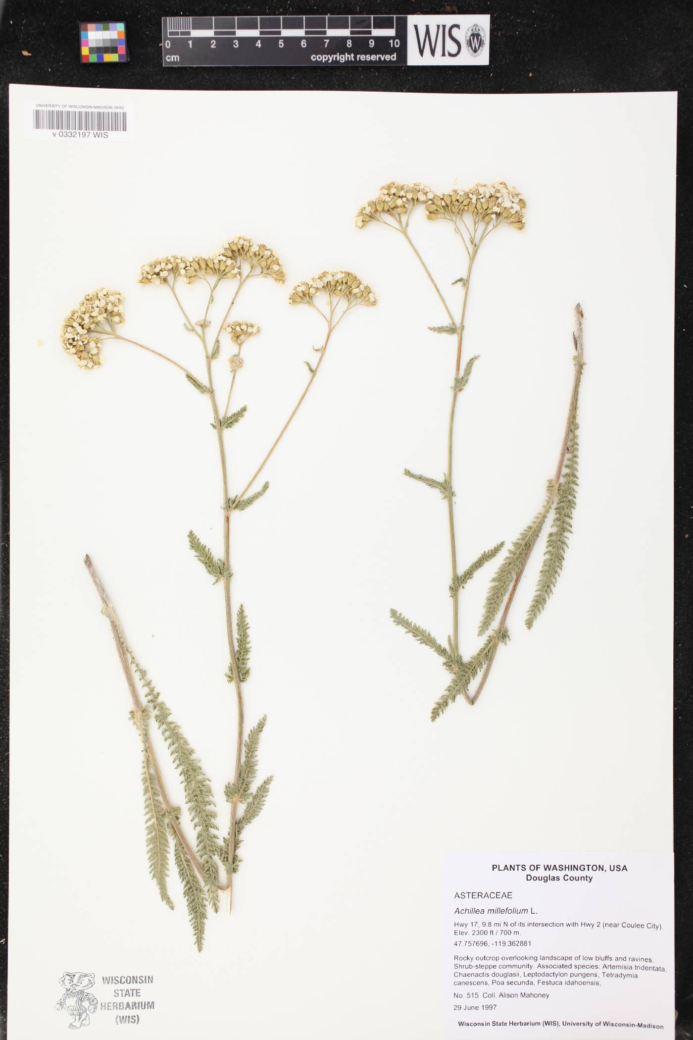 Achillea millefolium image