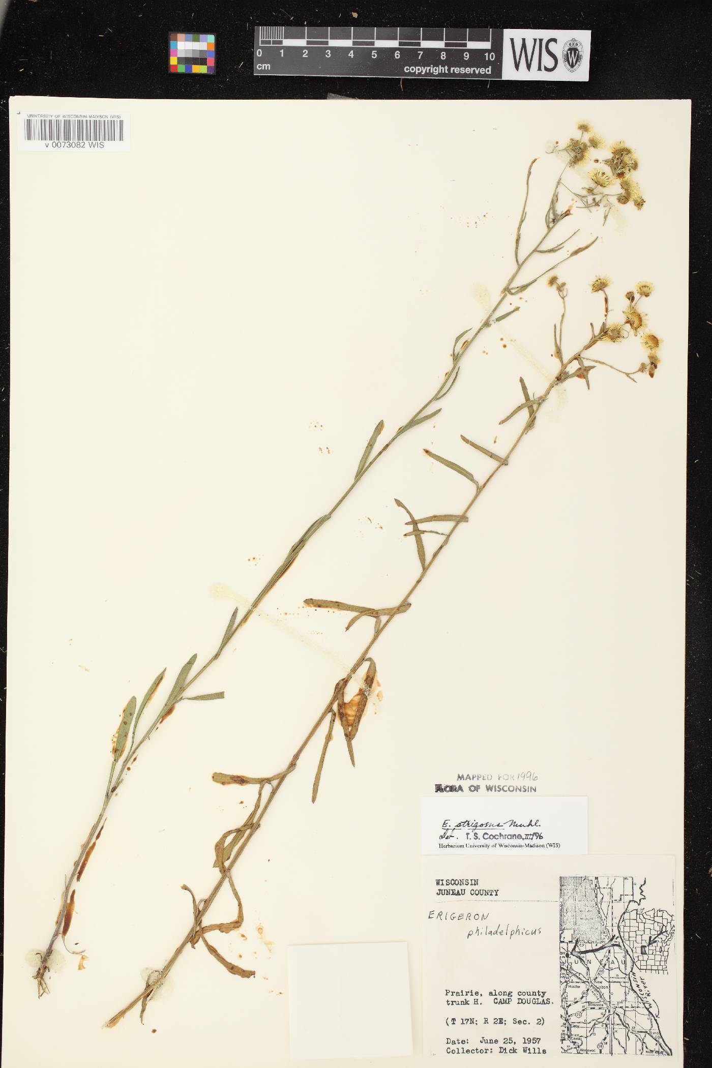 Erigeron strigosus var. strigosus image