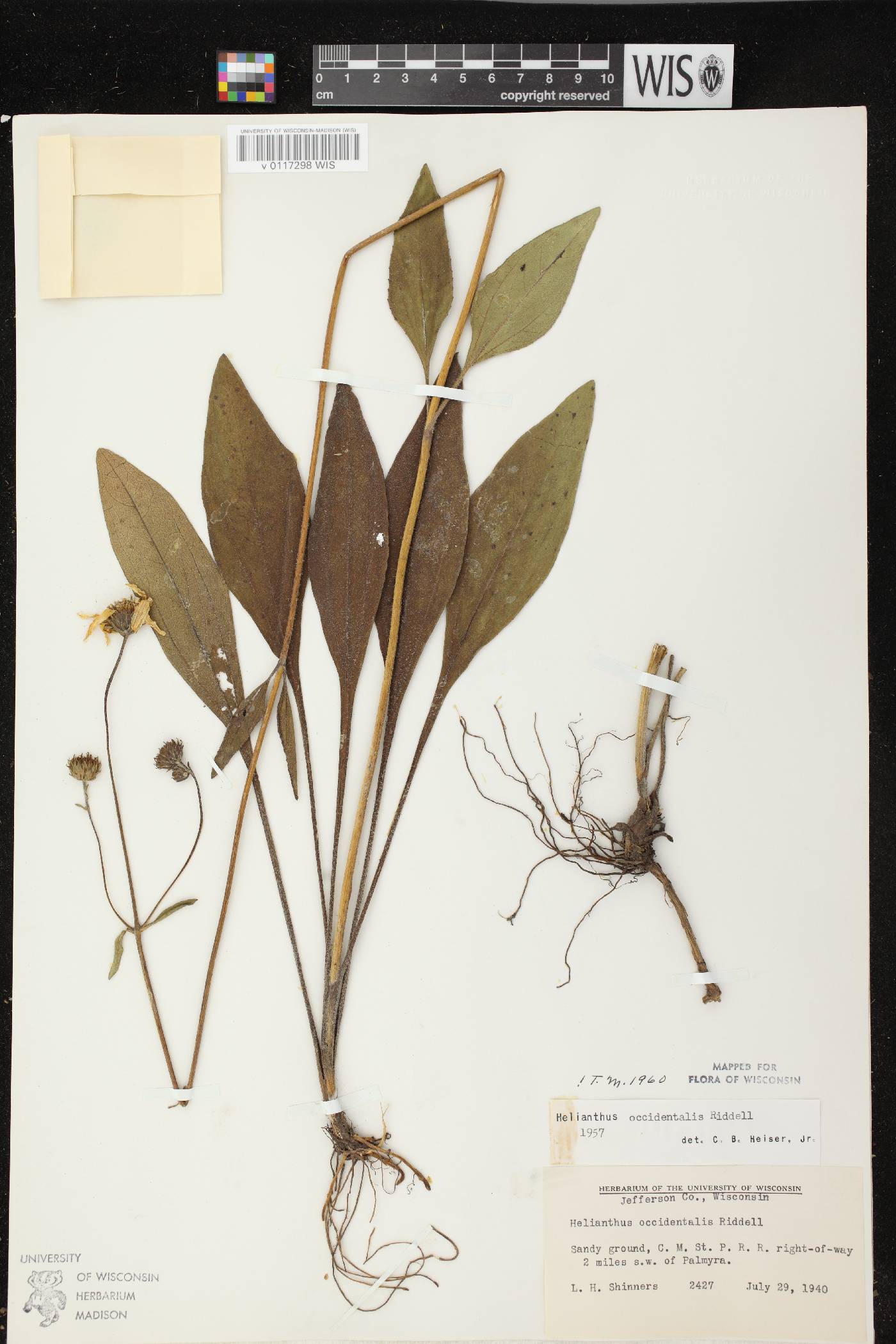 Helianthus occidentalis subsp. occidentalis image