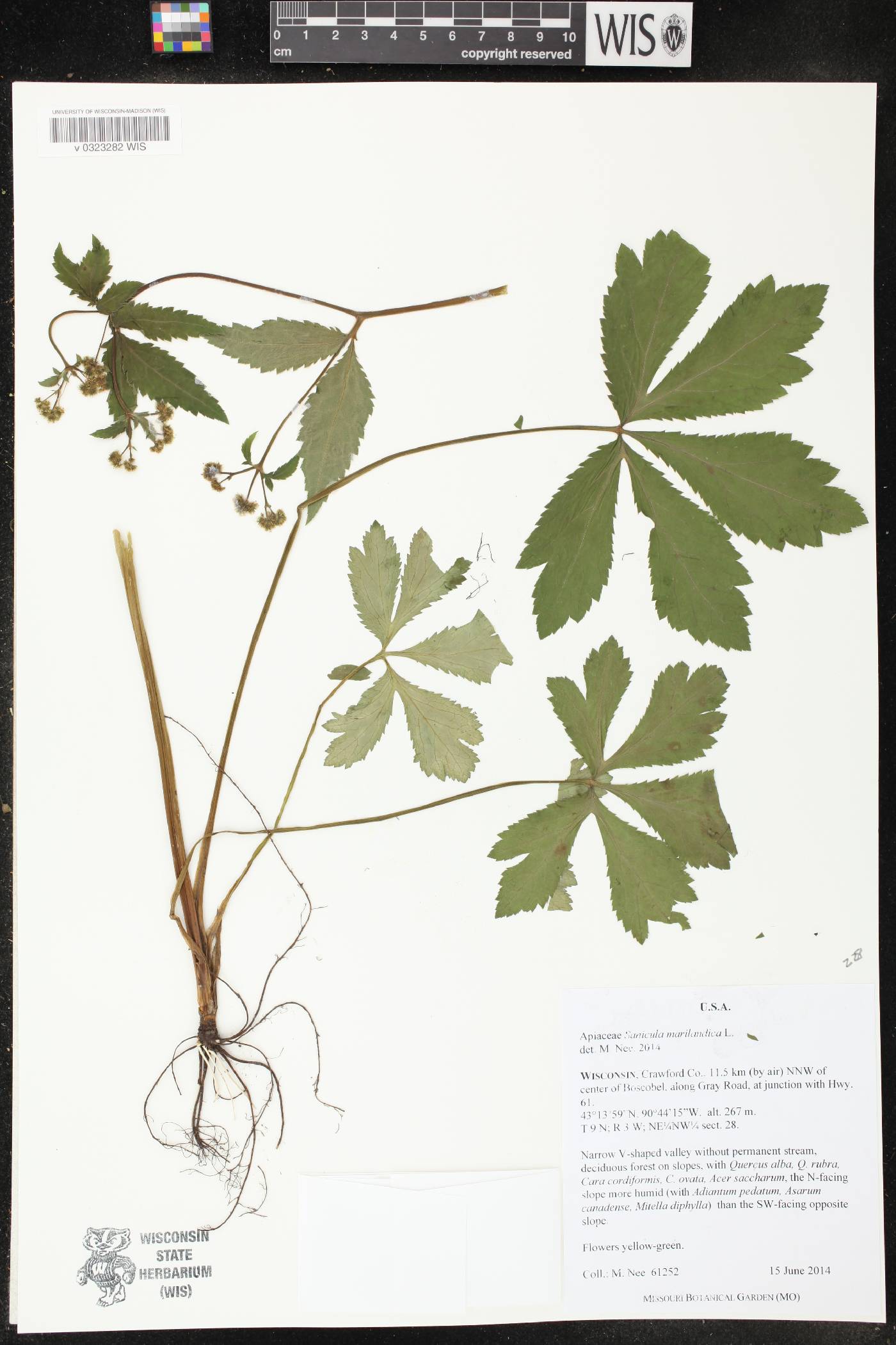 Sanicula marilandica image