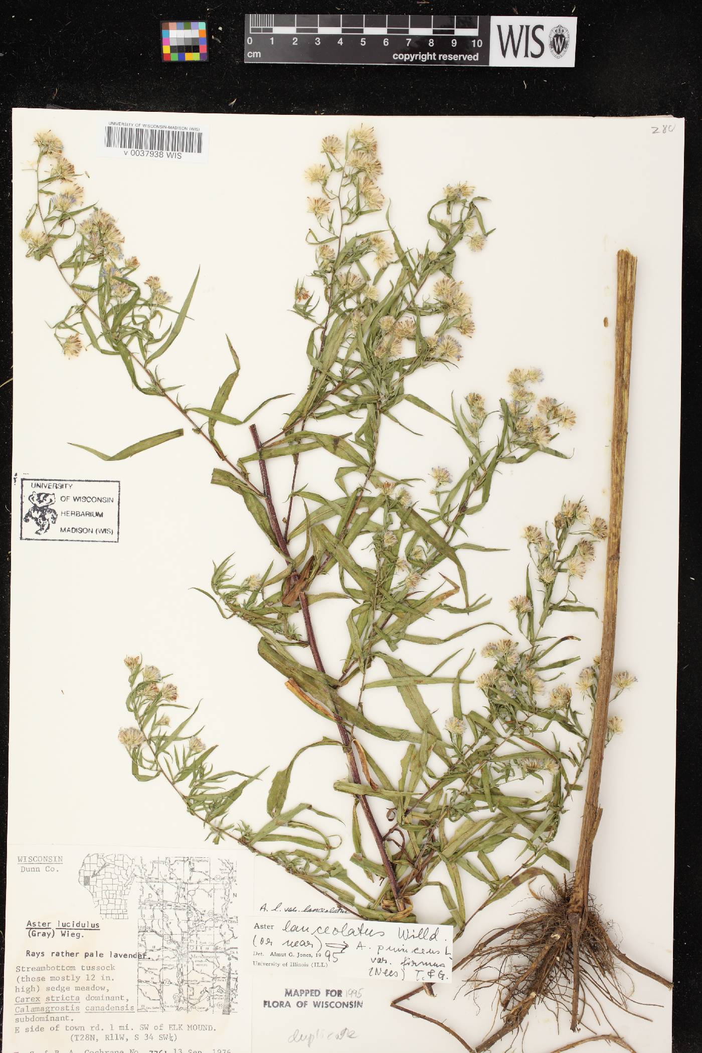 Symphyotrichum lanceolatum var. lanceolatum image