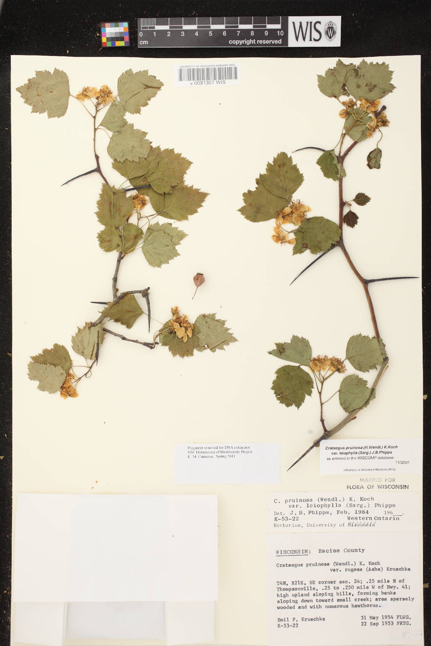 Crataegus pruinosa var. rugosa image