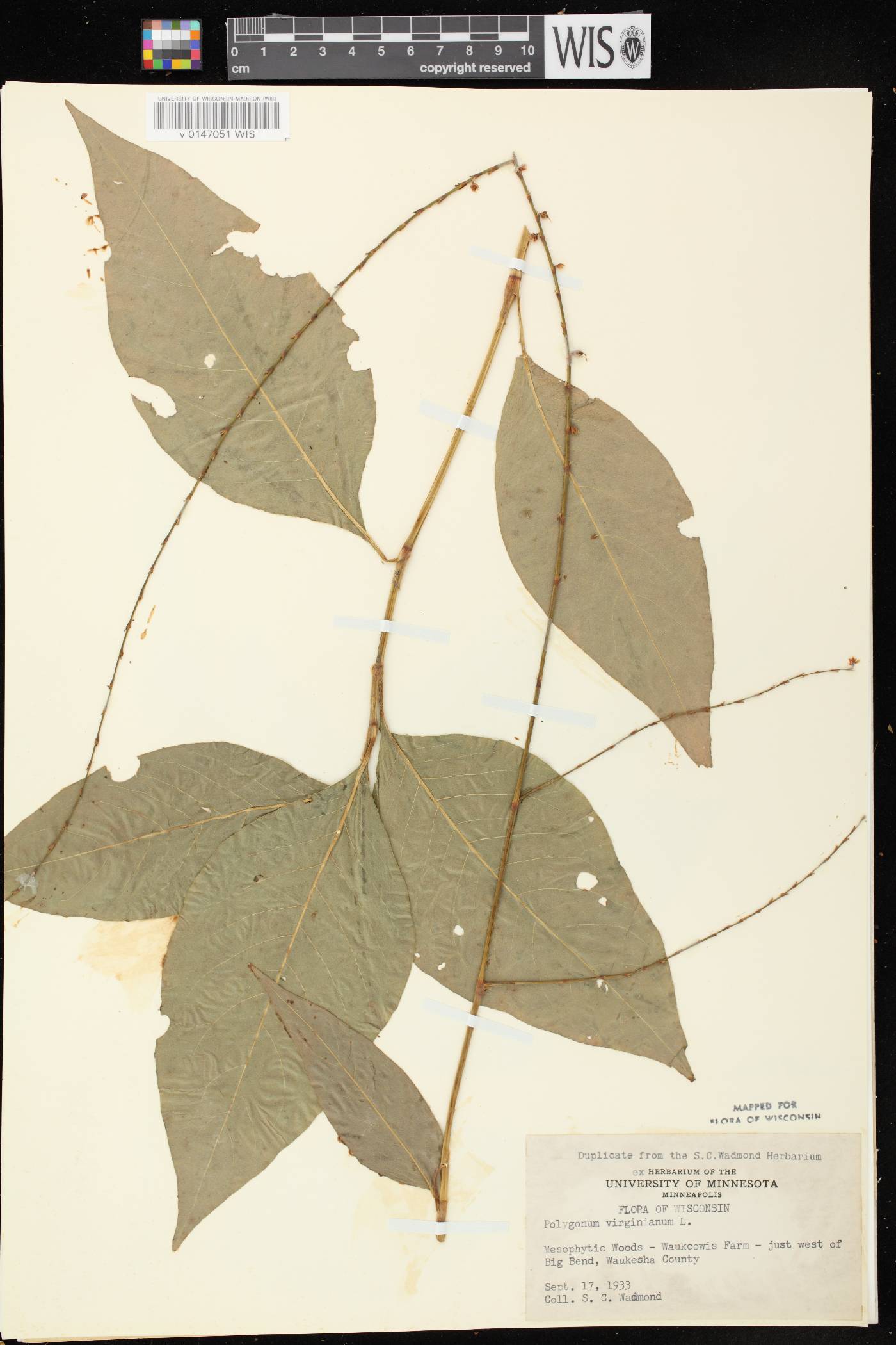 Persicaria virginiana image
