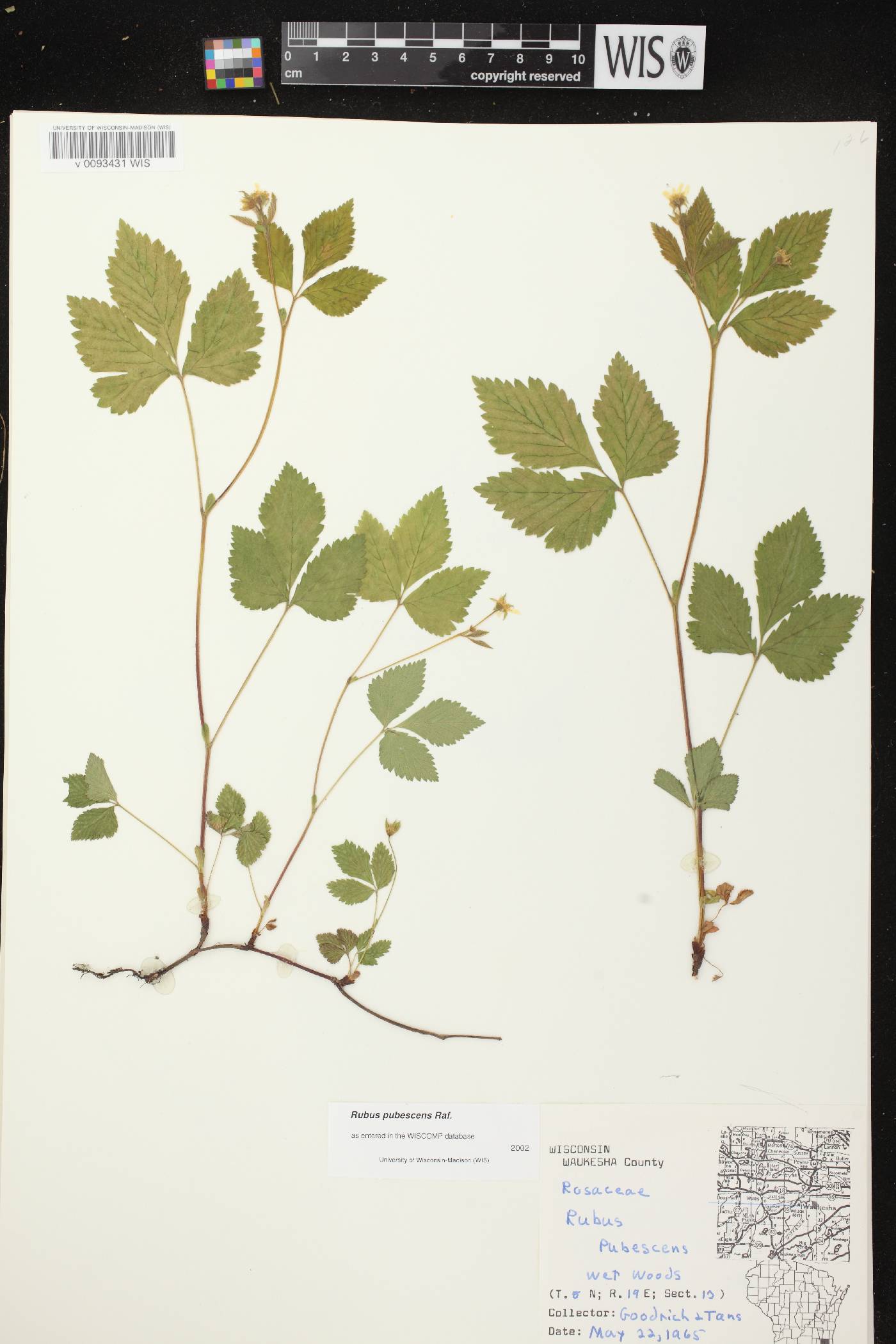 Rubus pubescens image