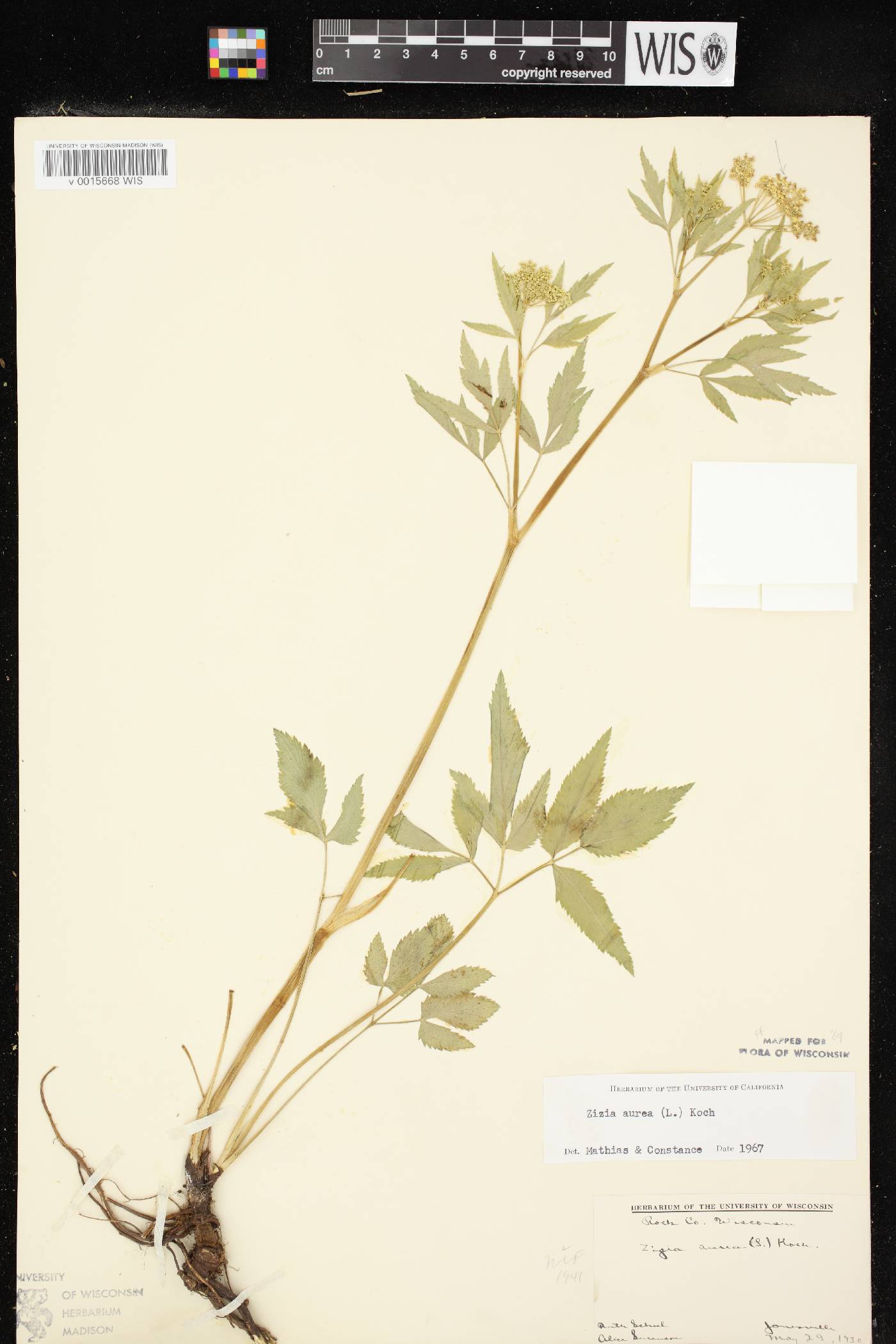 Zizia aurea image