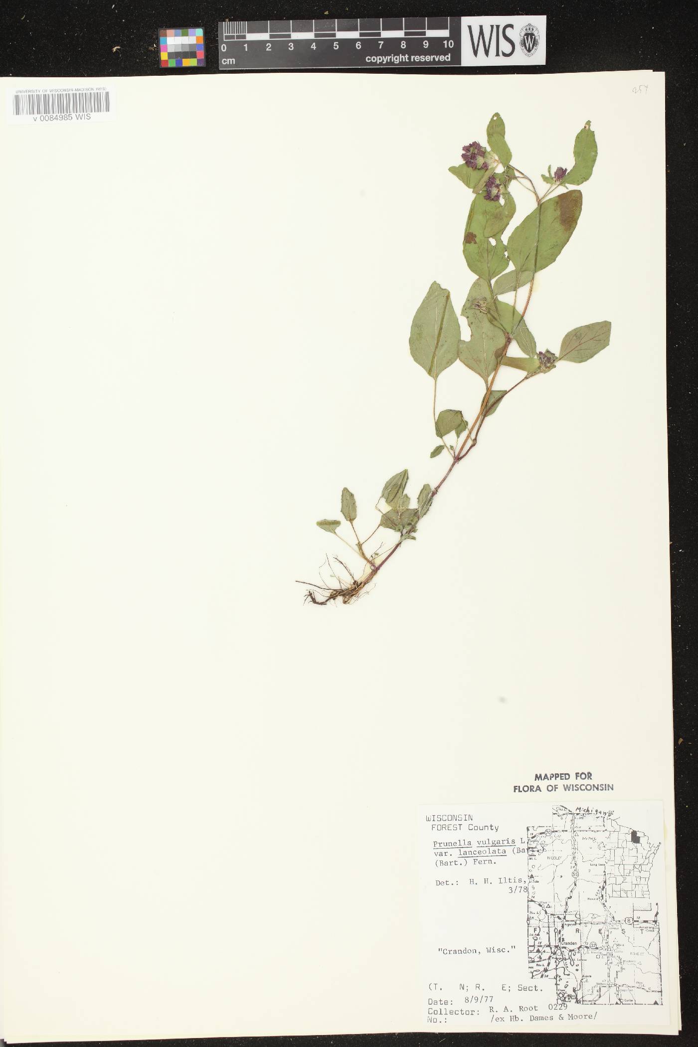 Prunella vulgaris subsp. lanceolata image