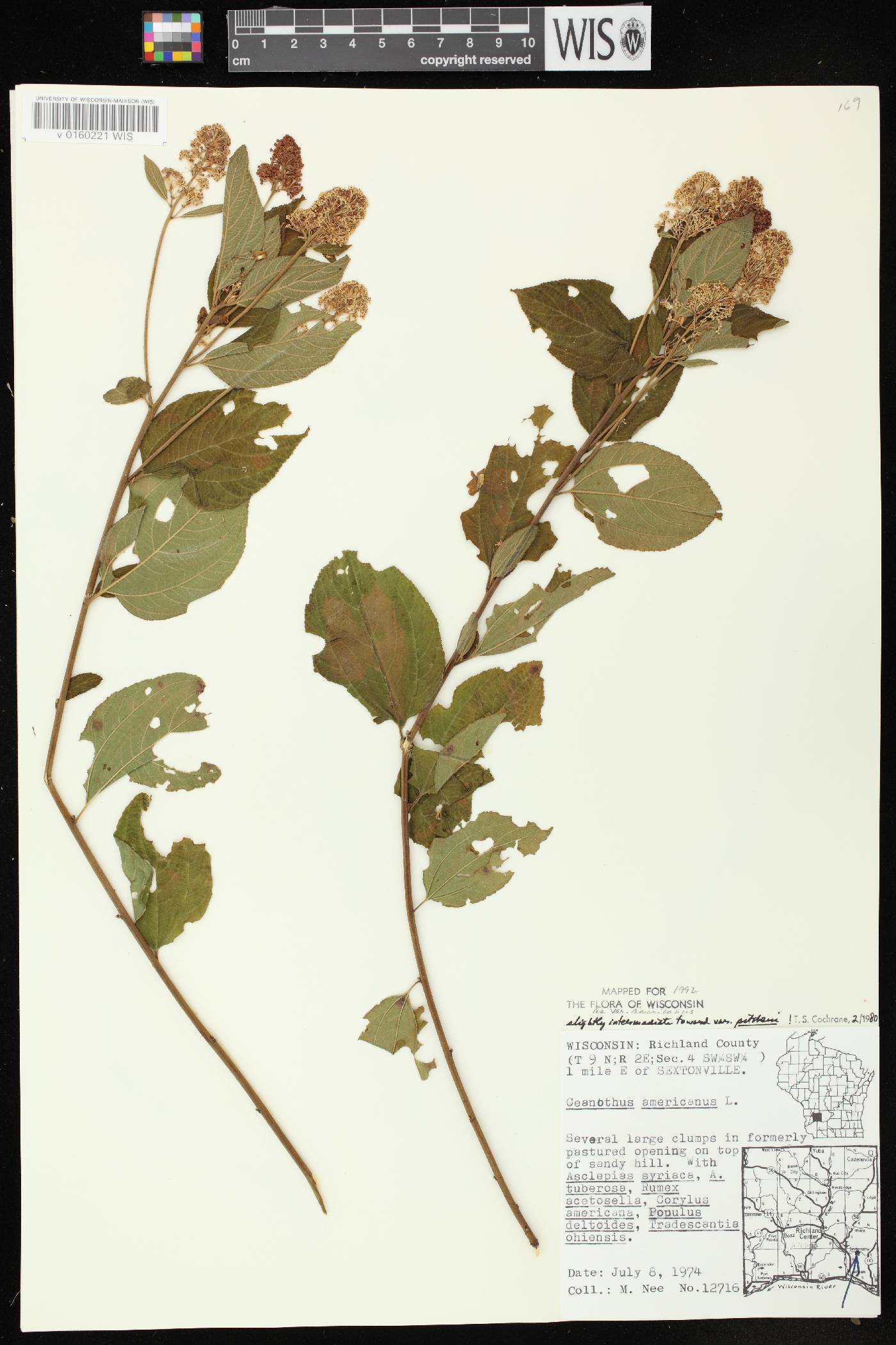Ceanothus americanus image