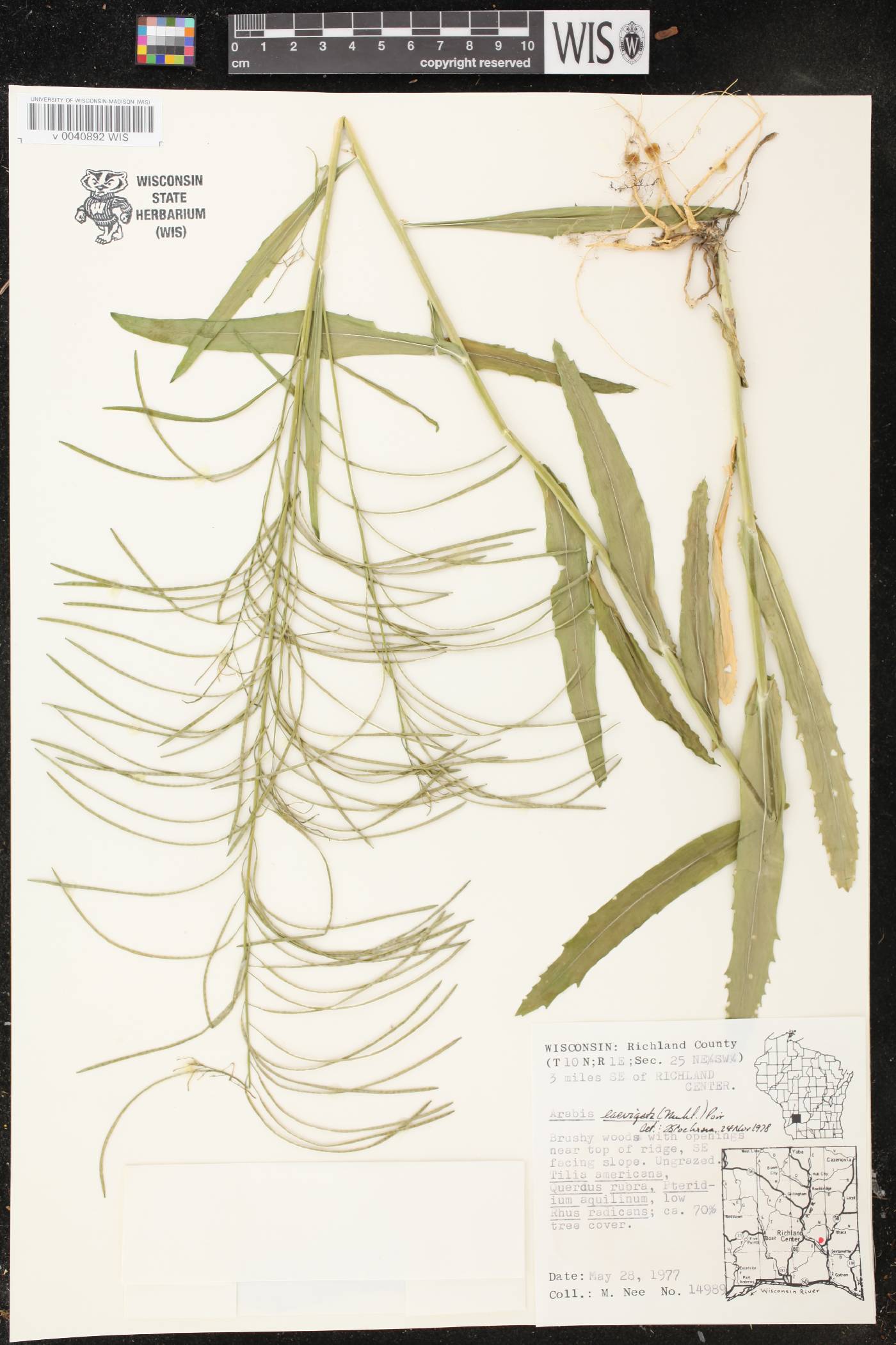 Boechera laevigata image