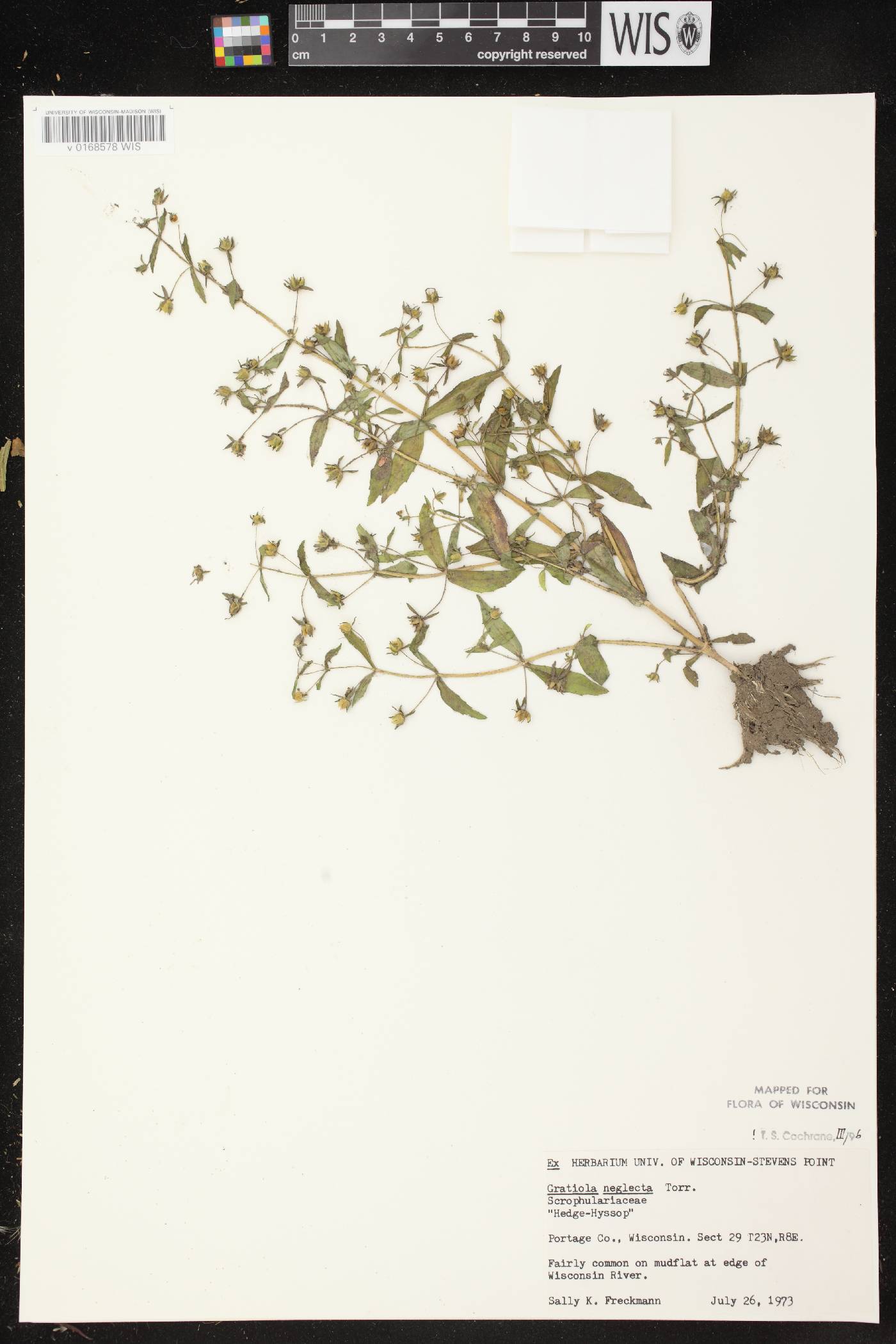 Gratiola neglecta image