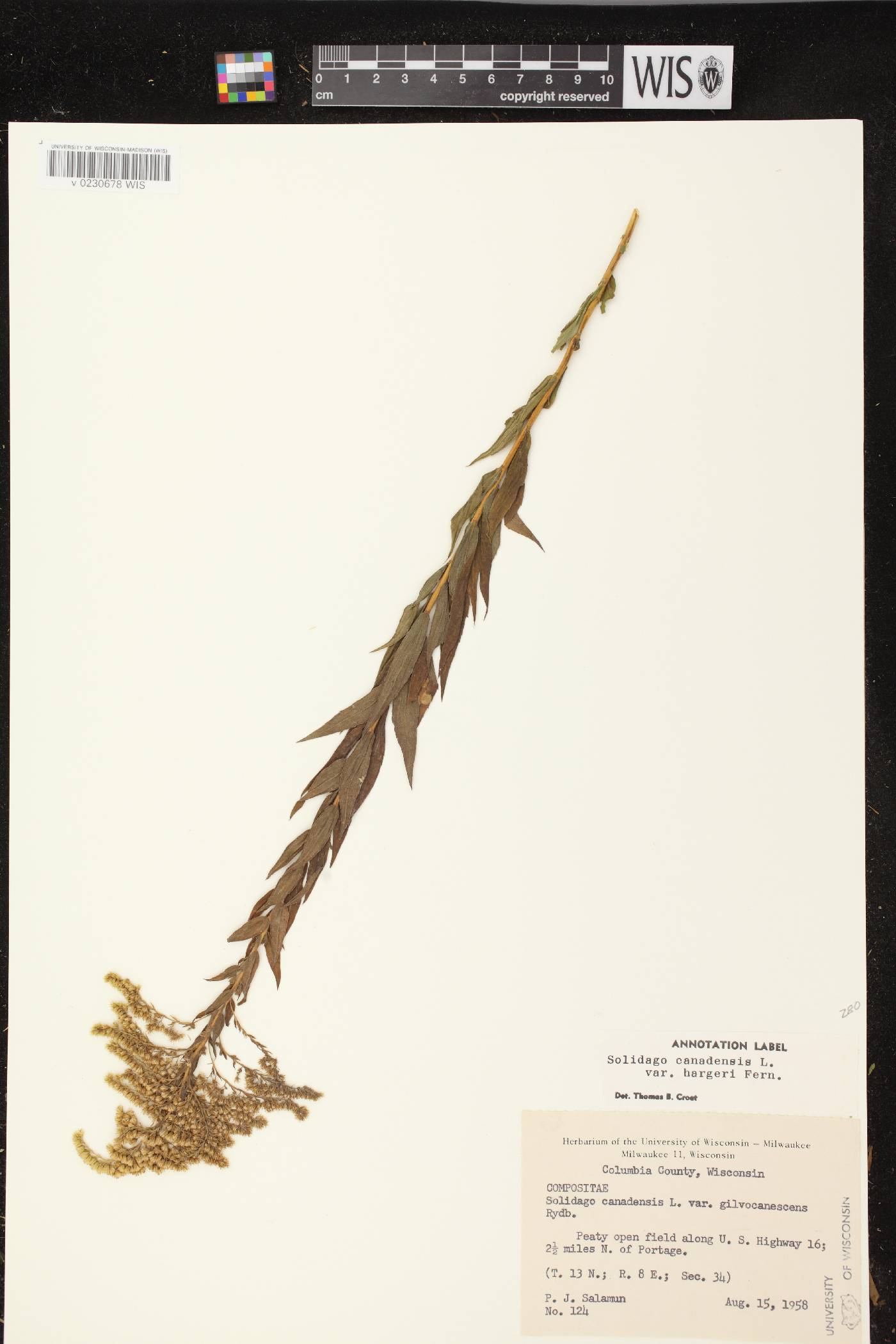 Solidago canadensis image