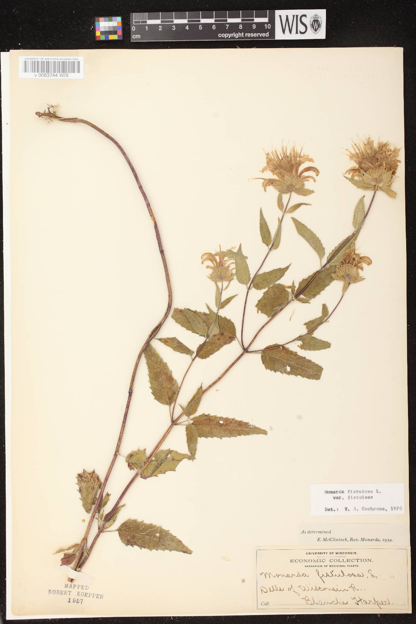 Monarda fistulosa image