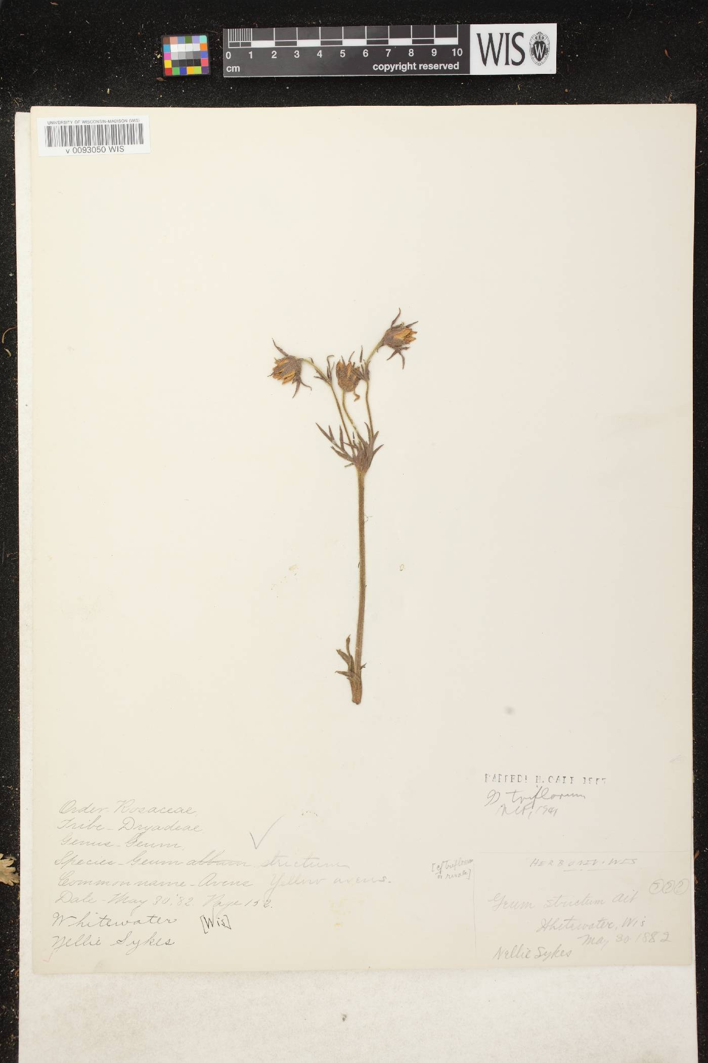Geum triflorum var. triflorum image