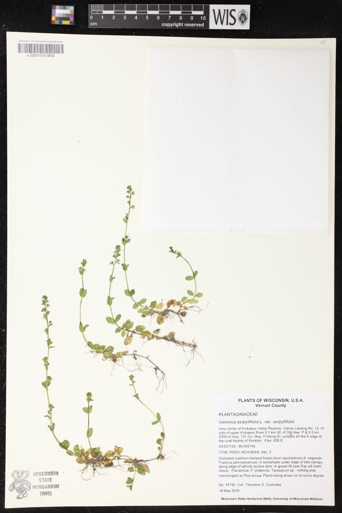 Veronica serpyllifolia subsp. serpyllifolia image