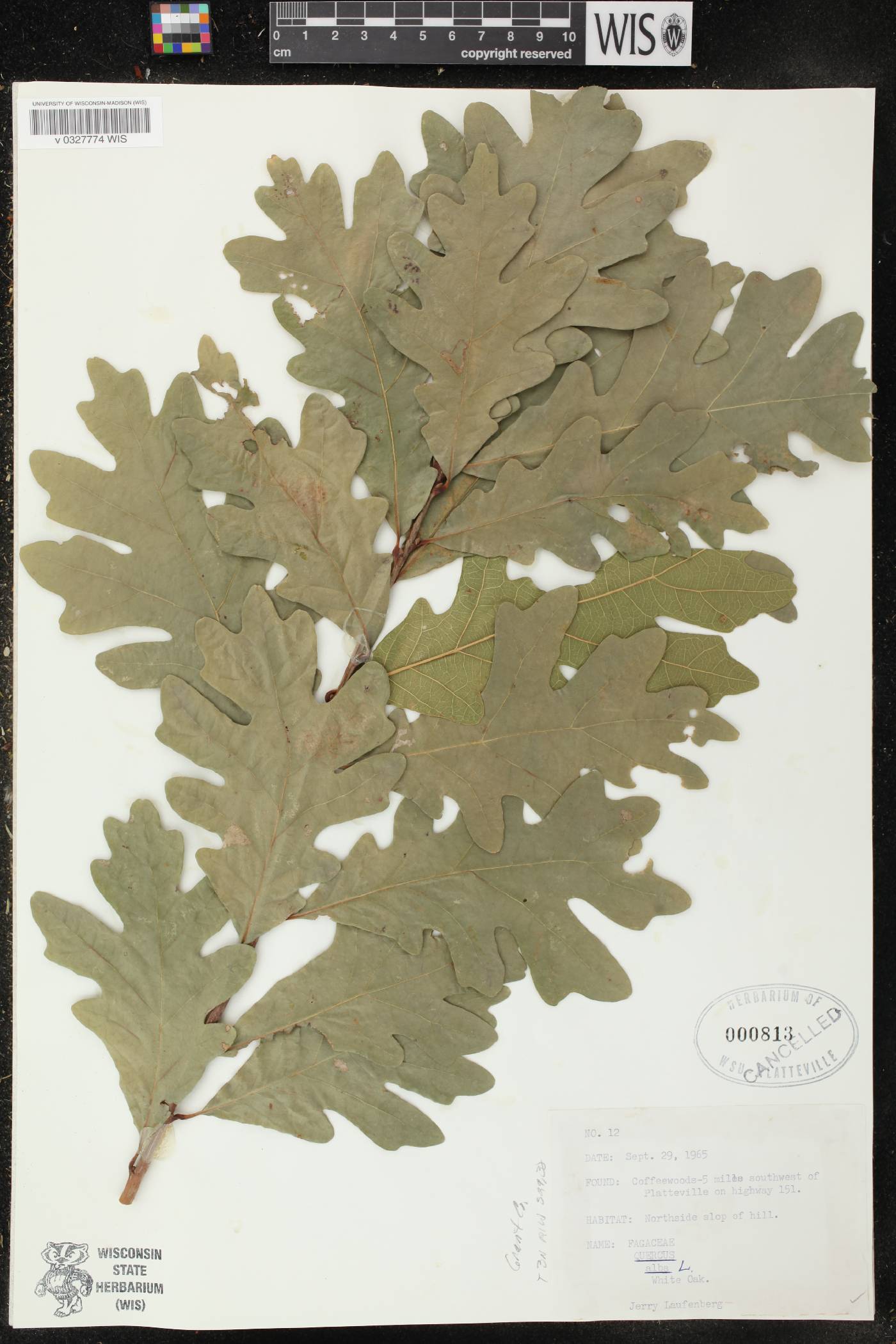 Quercus alba image
