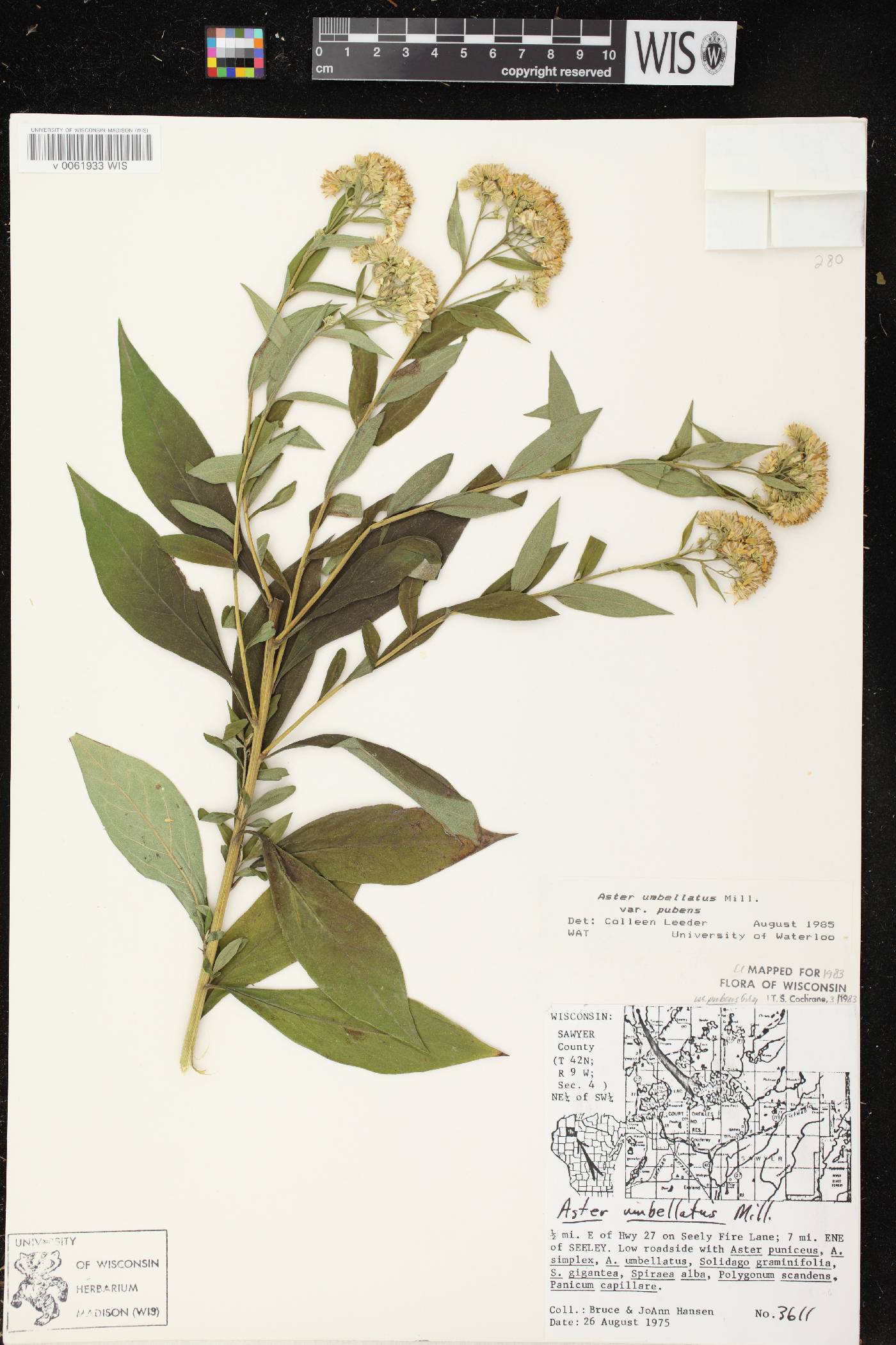 Doellingeria umbellata image
