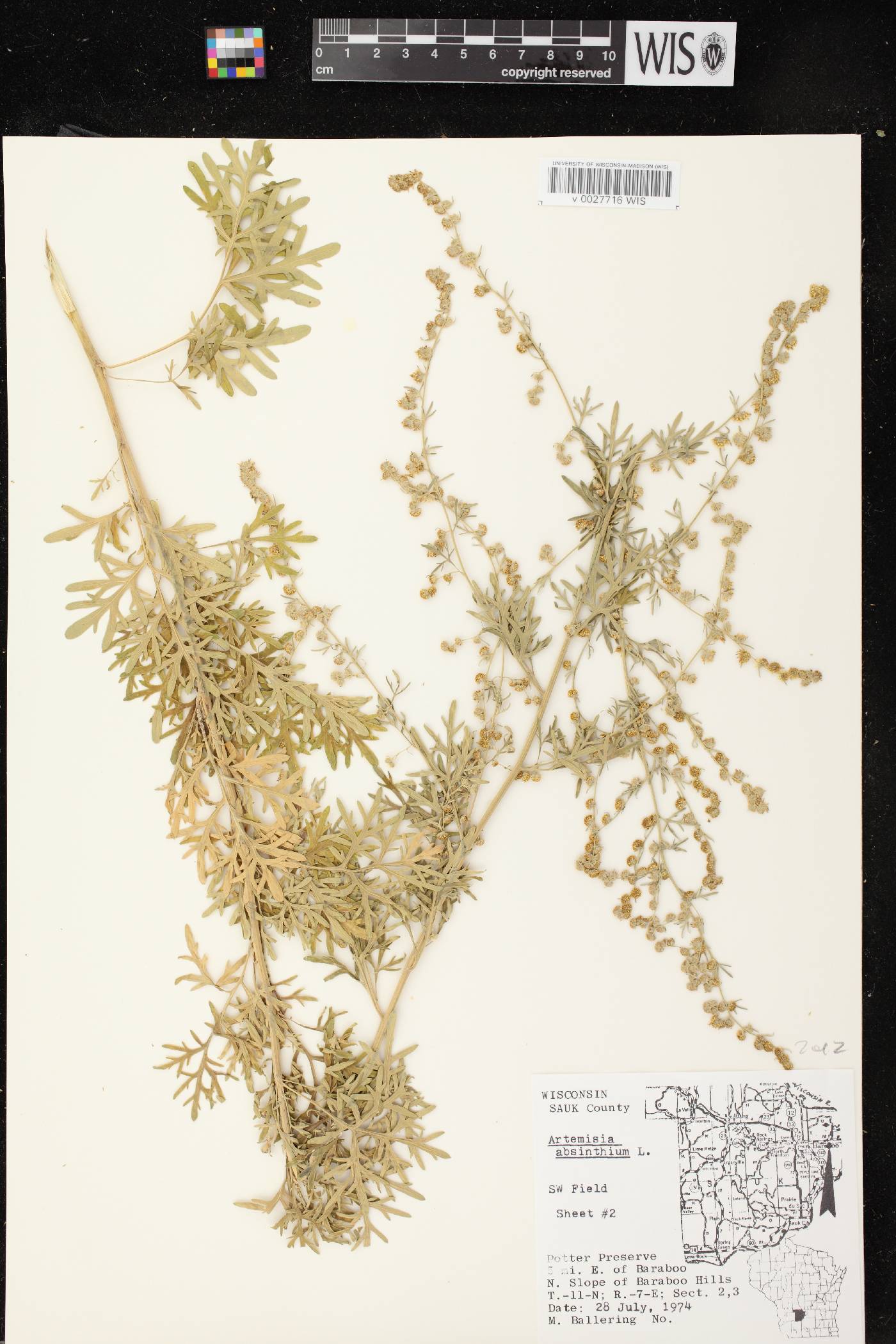 Artemisia absinthium image