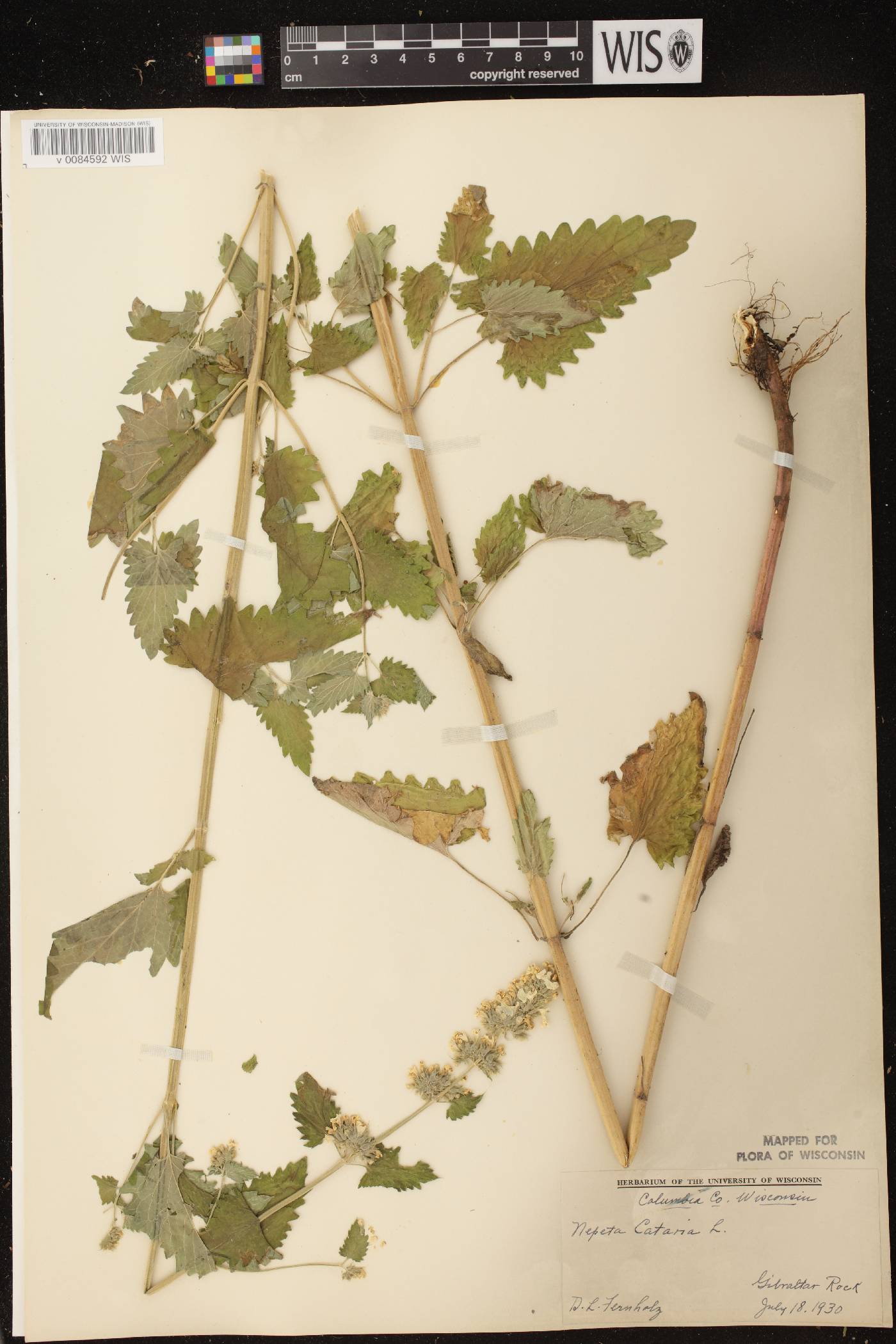 Nepeta cataria image