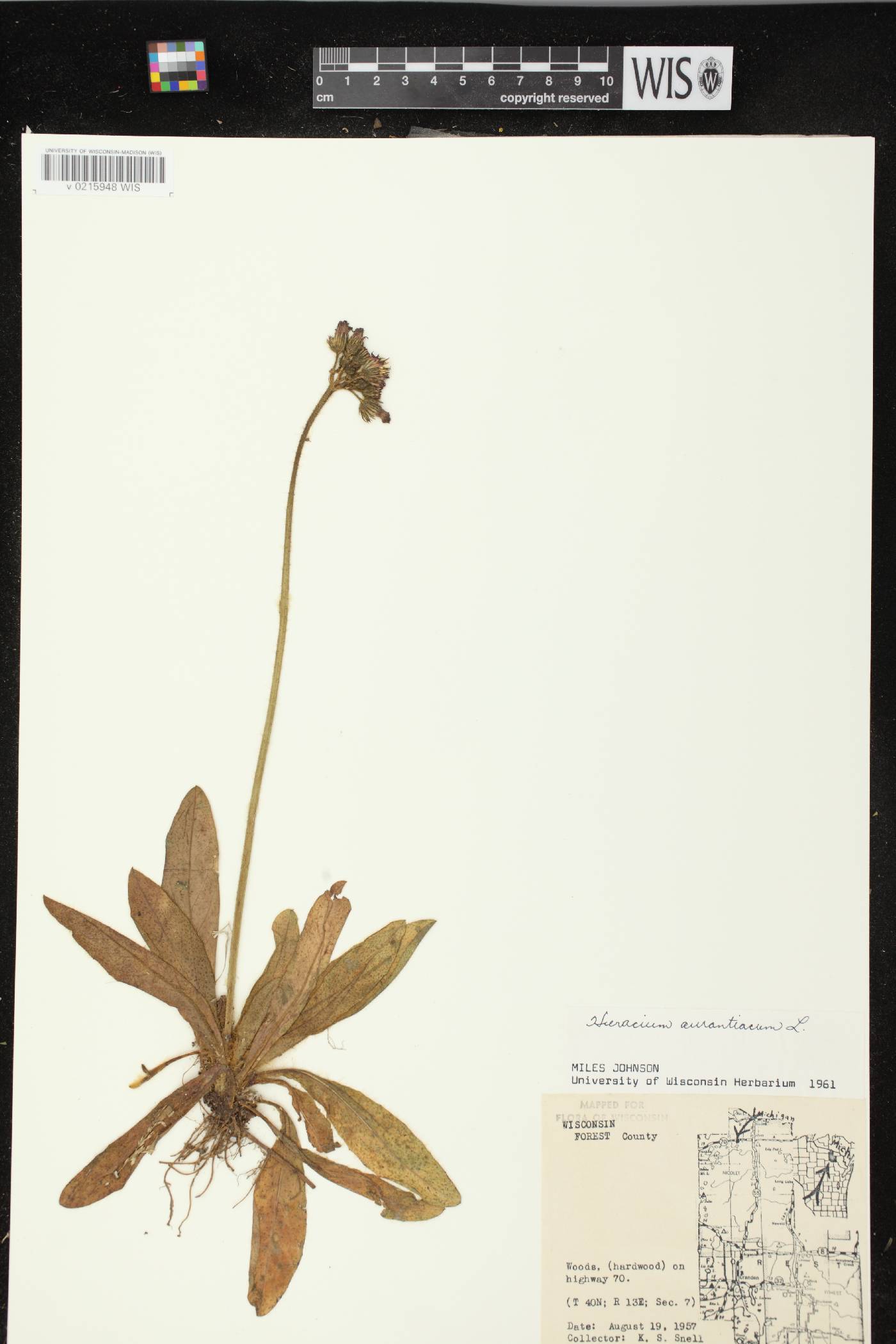 Hieracium aurantiacum image