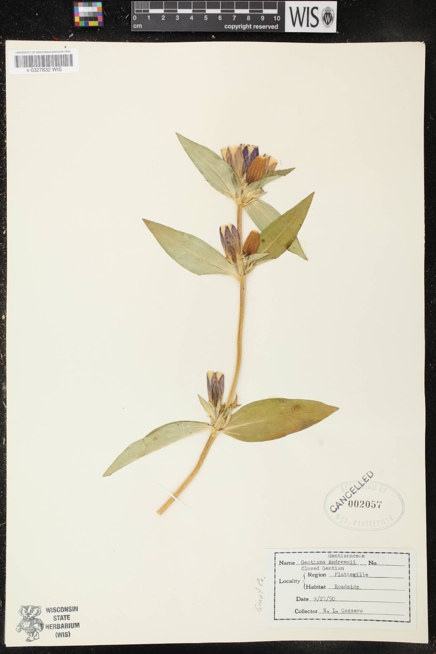 Gentiana andrewsii var. andrewsii image