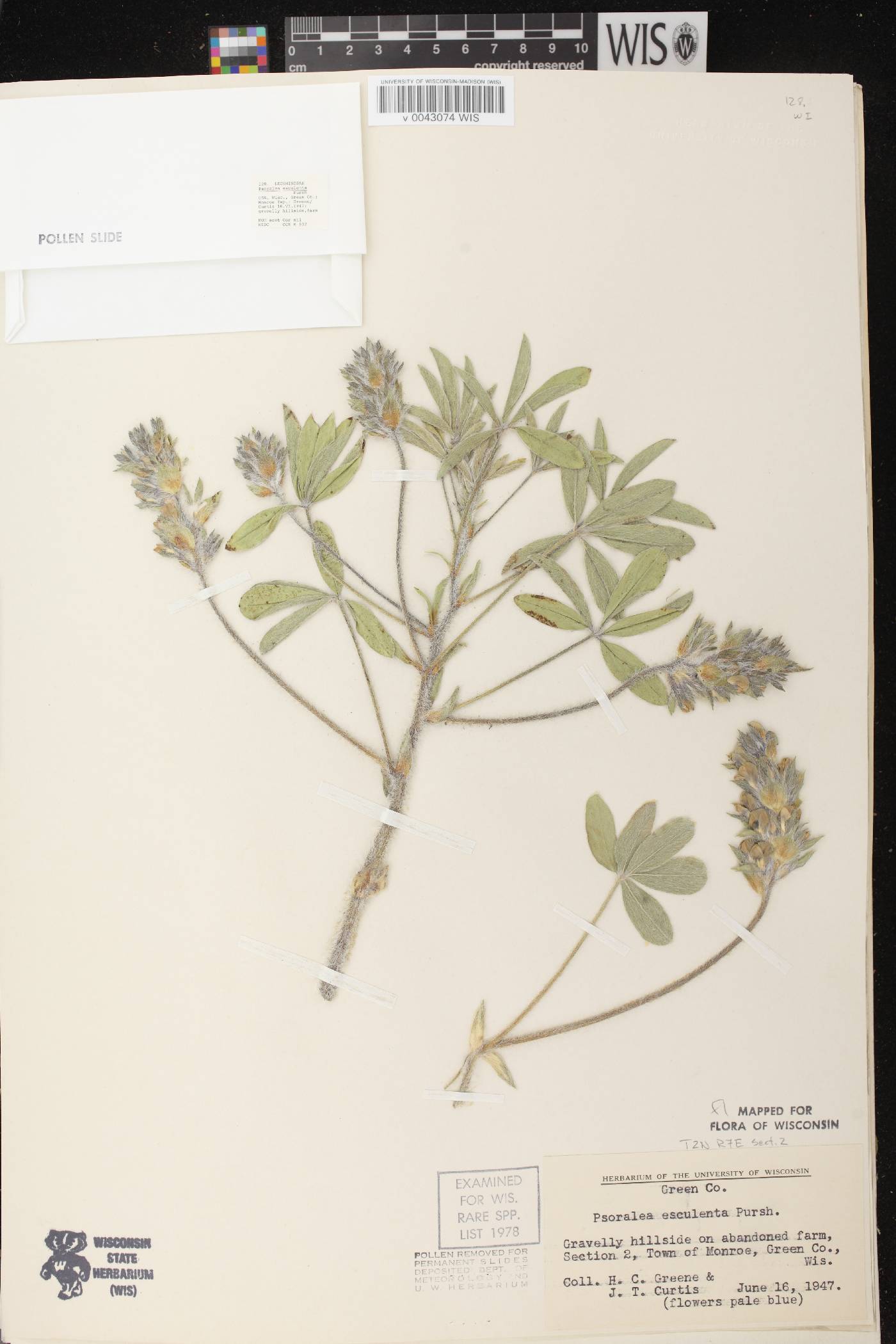 Pediomelum esculentum image