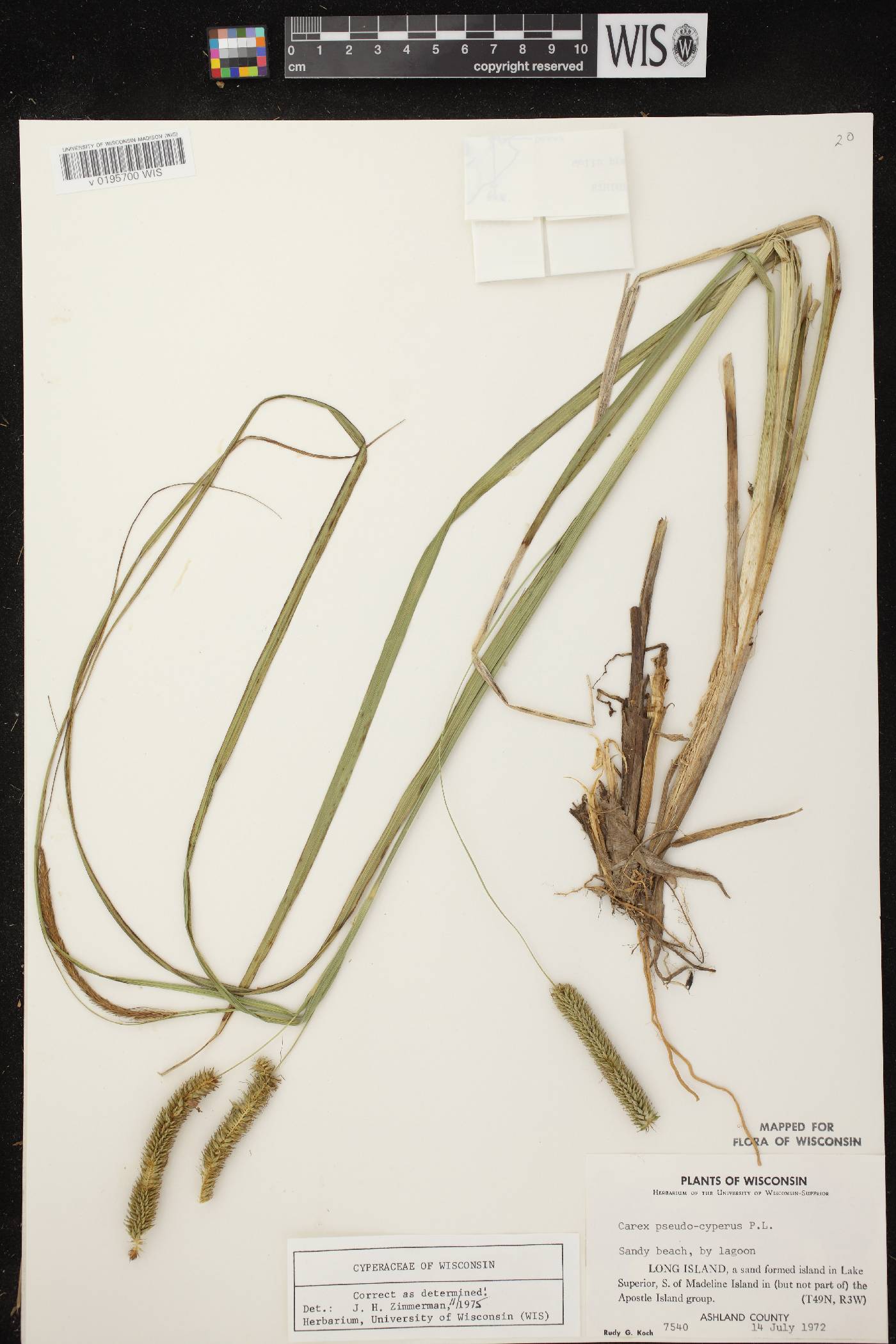 Carex pseudocyperus image