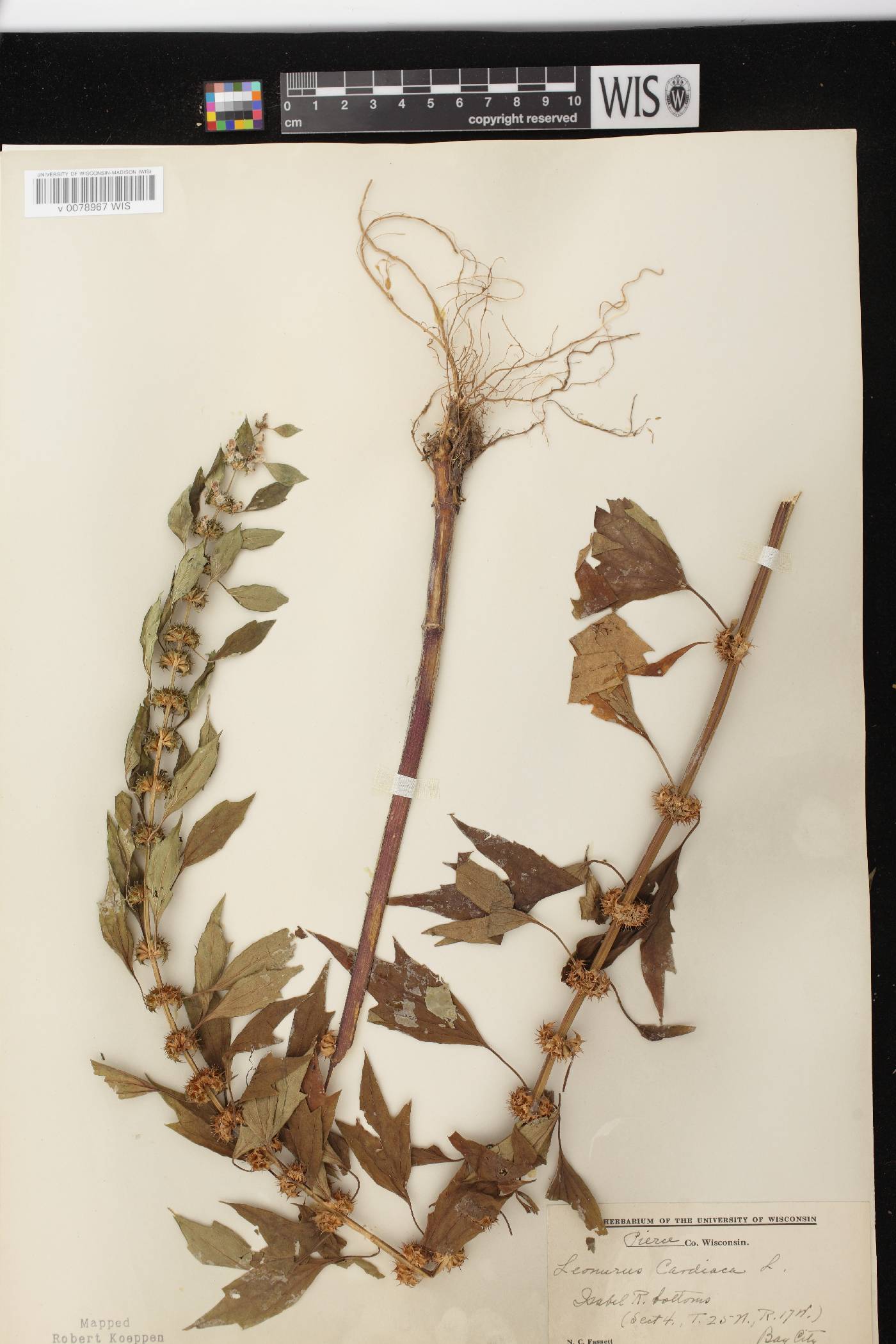 Leonurus cardiaca image