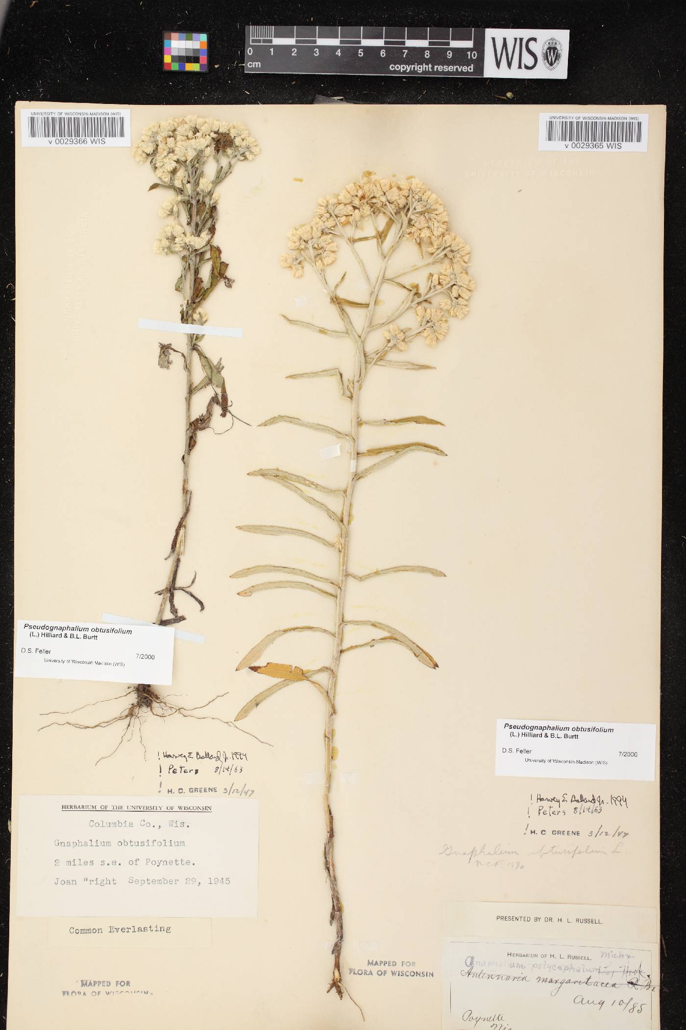 Pseudognaphalium obtusifolium image