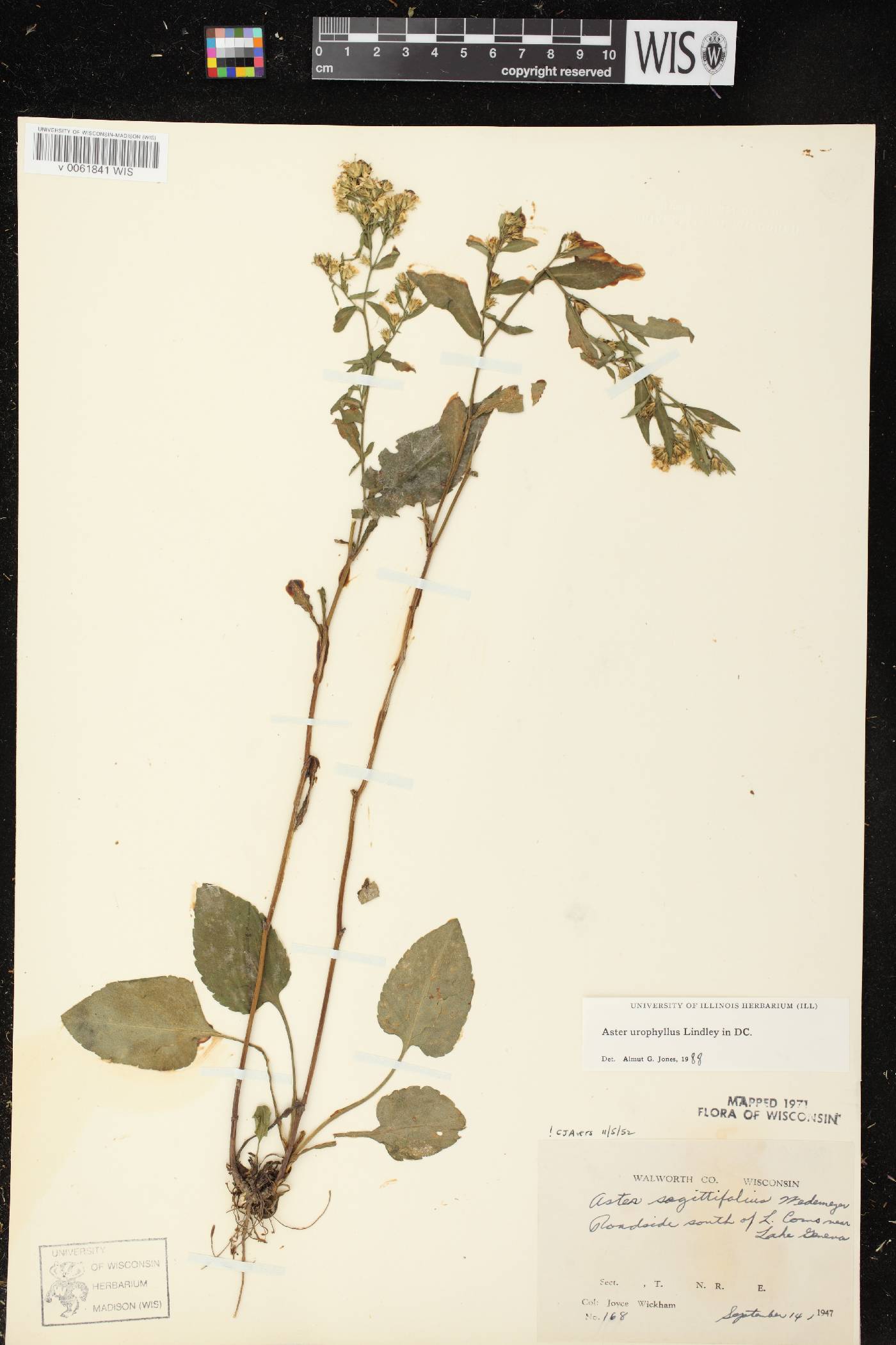 Symphyotrichum urophyllum image