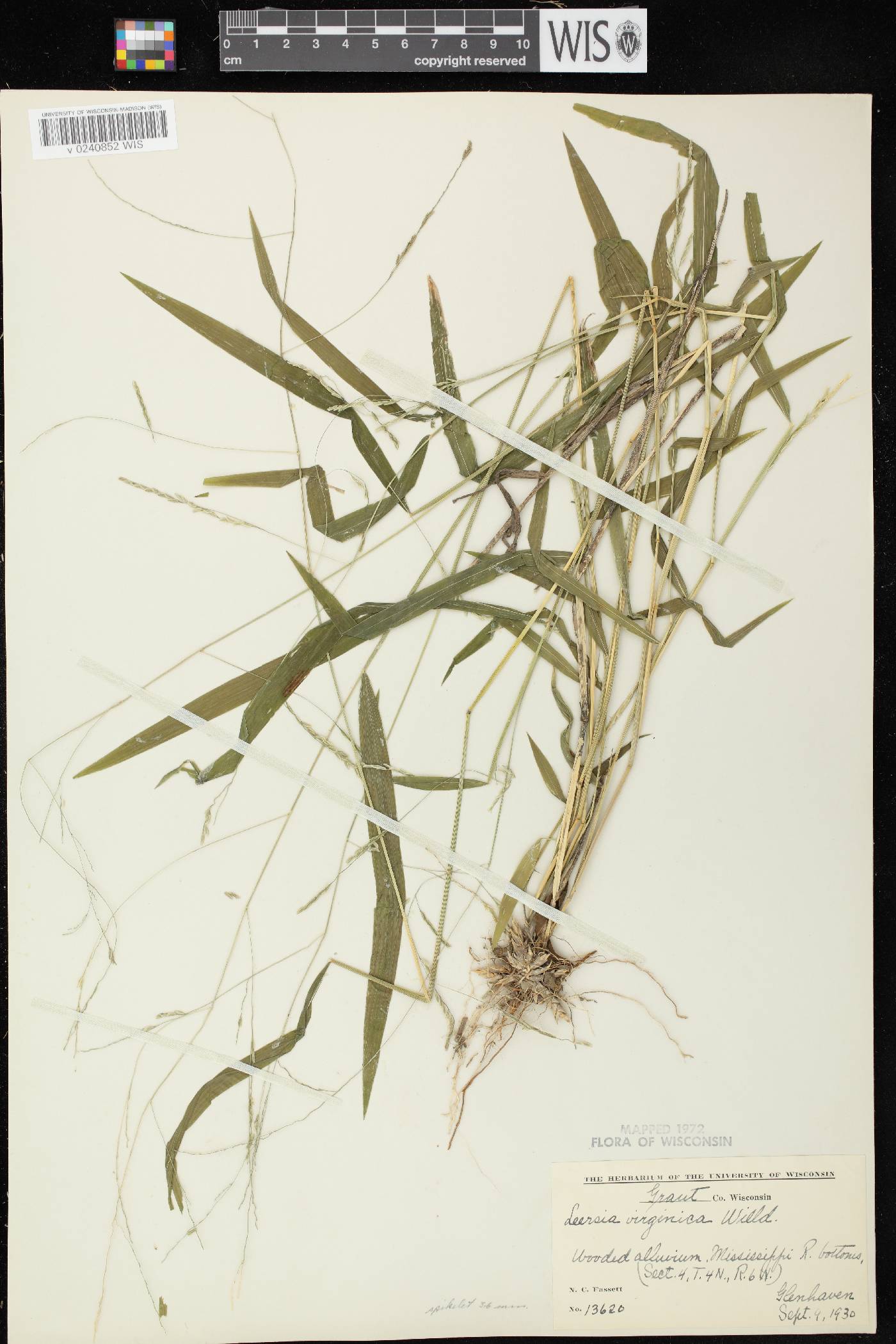 Leersia virginica image
