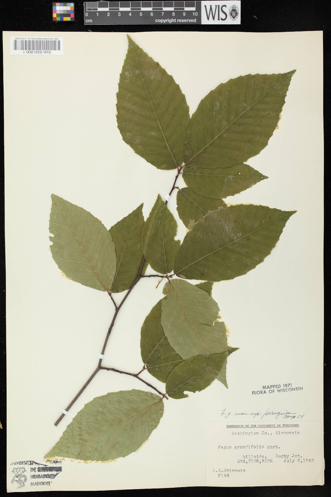 Fagus grandifolia image
